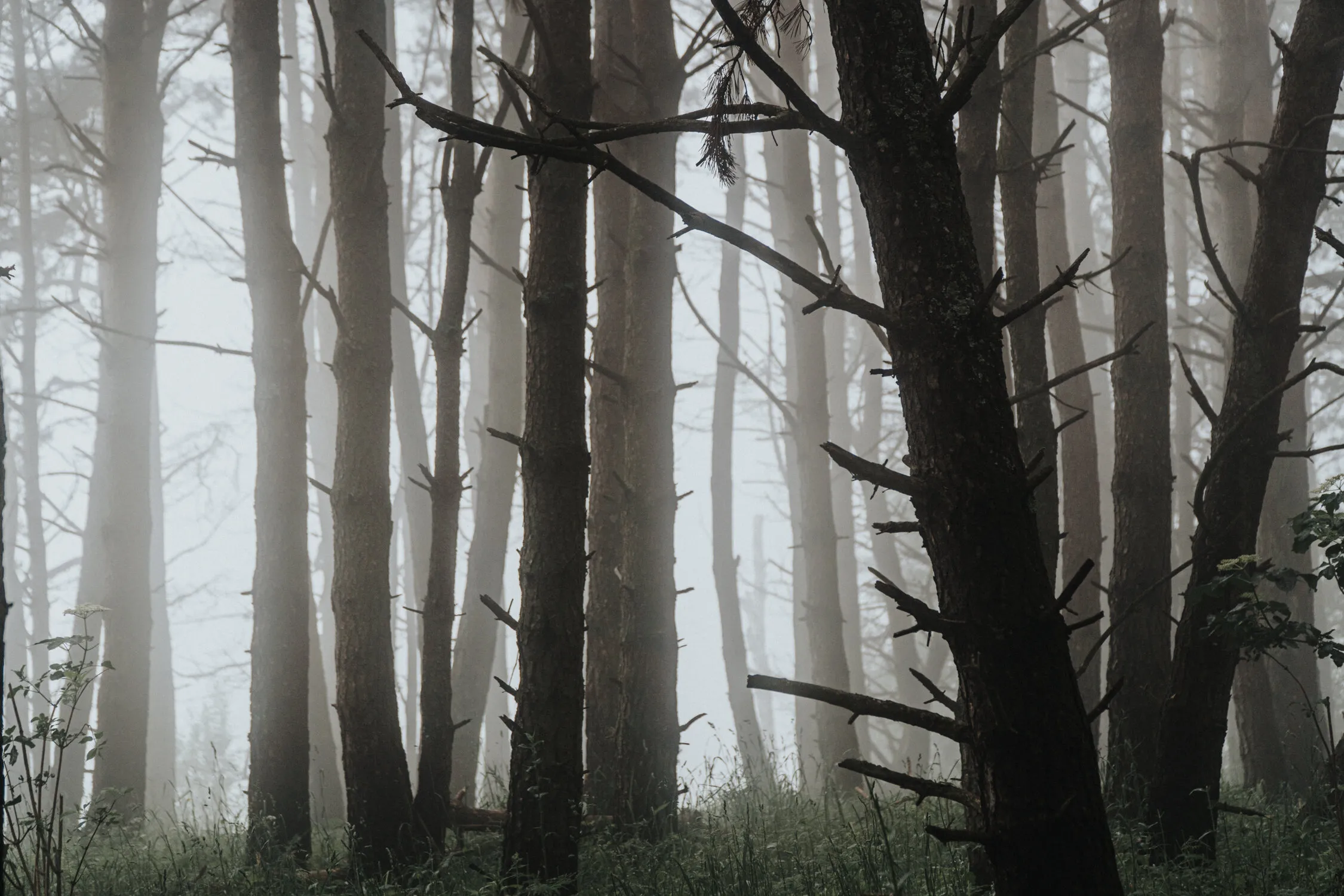 Mistry forest