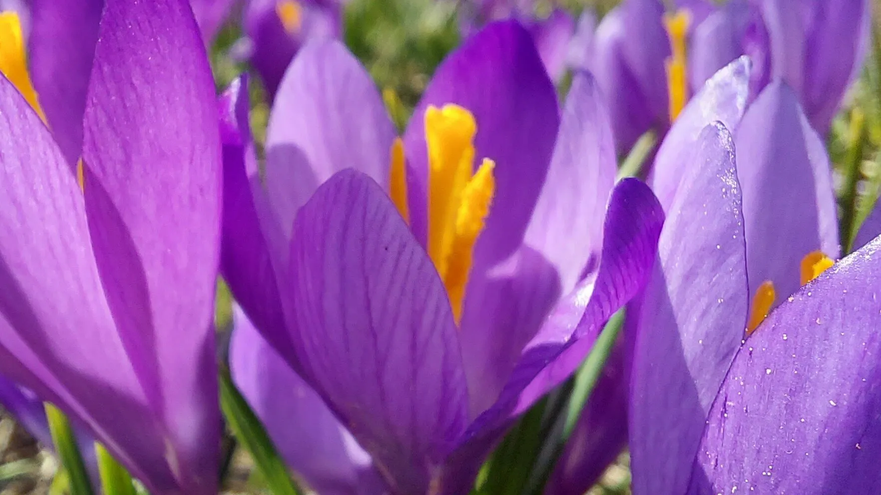 Crocuses