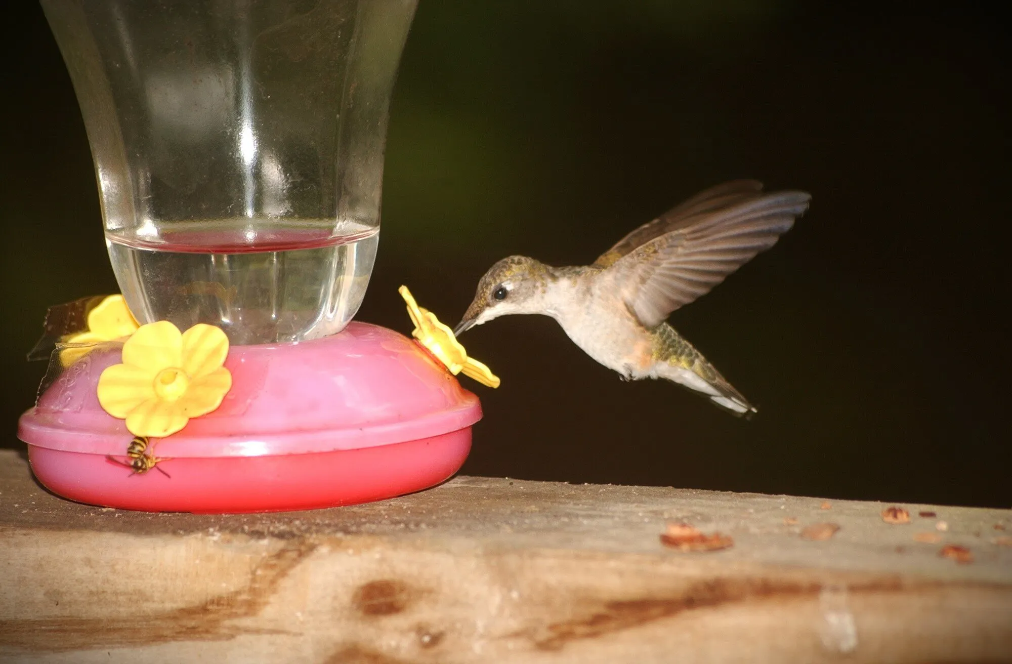 Hummingbird