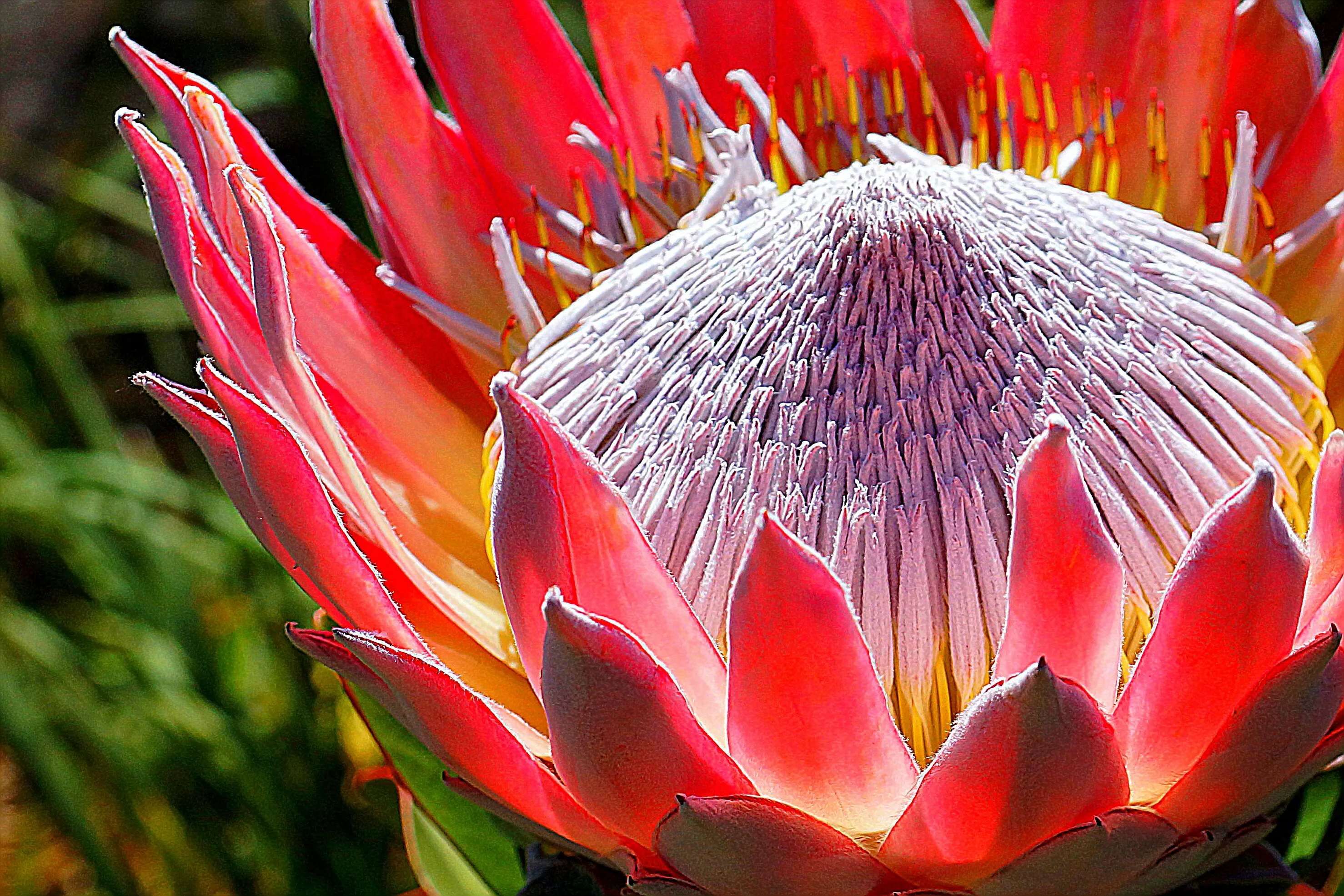 King Protea