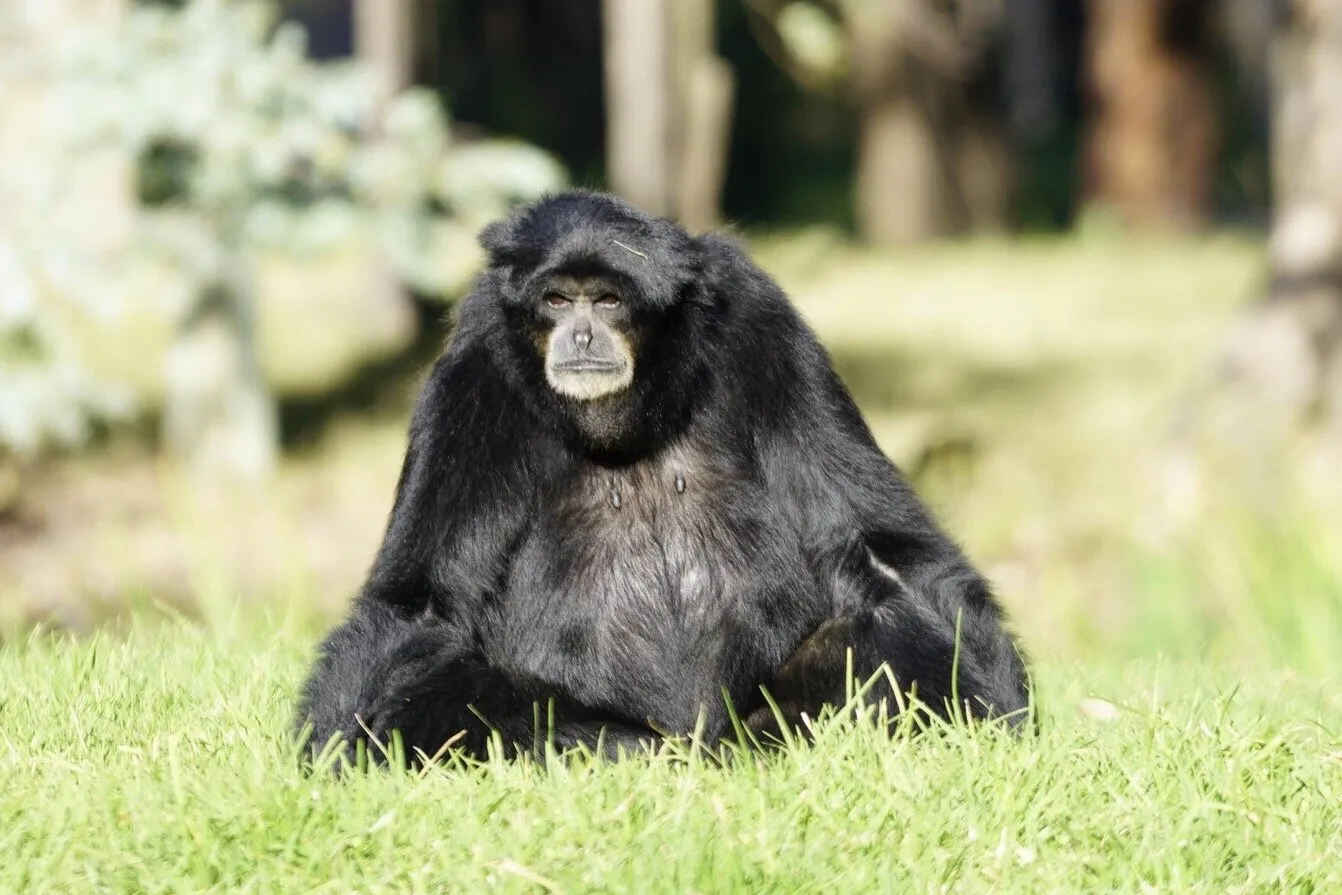 siamang ape