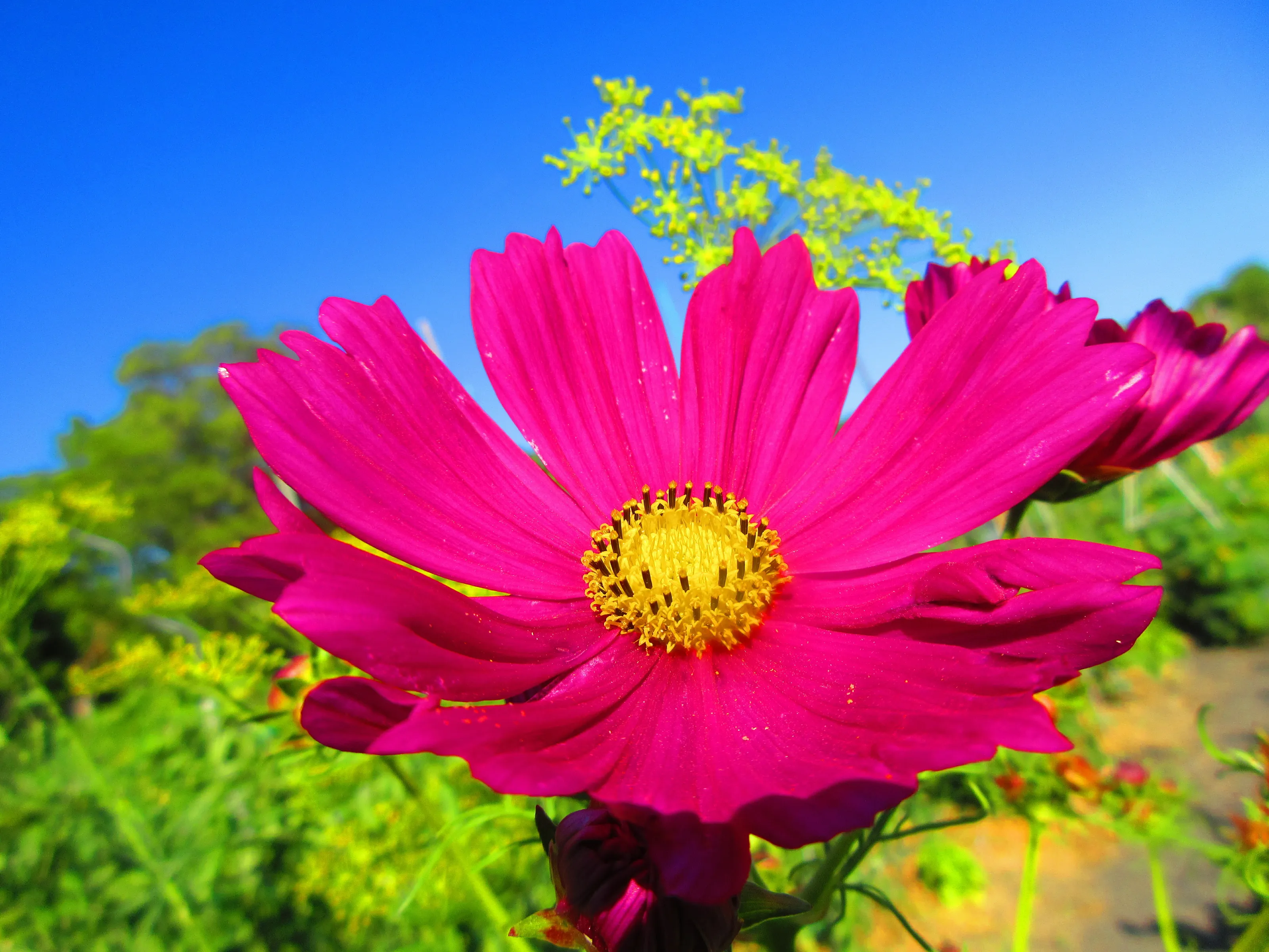 Cosmos