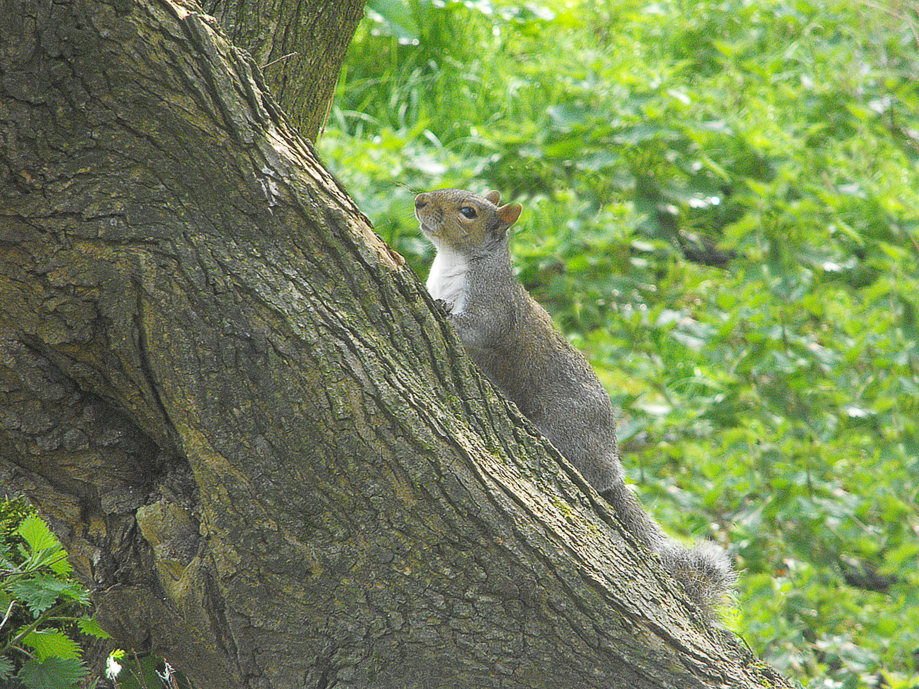 Squirrel