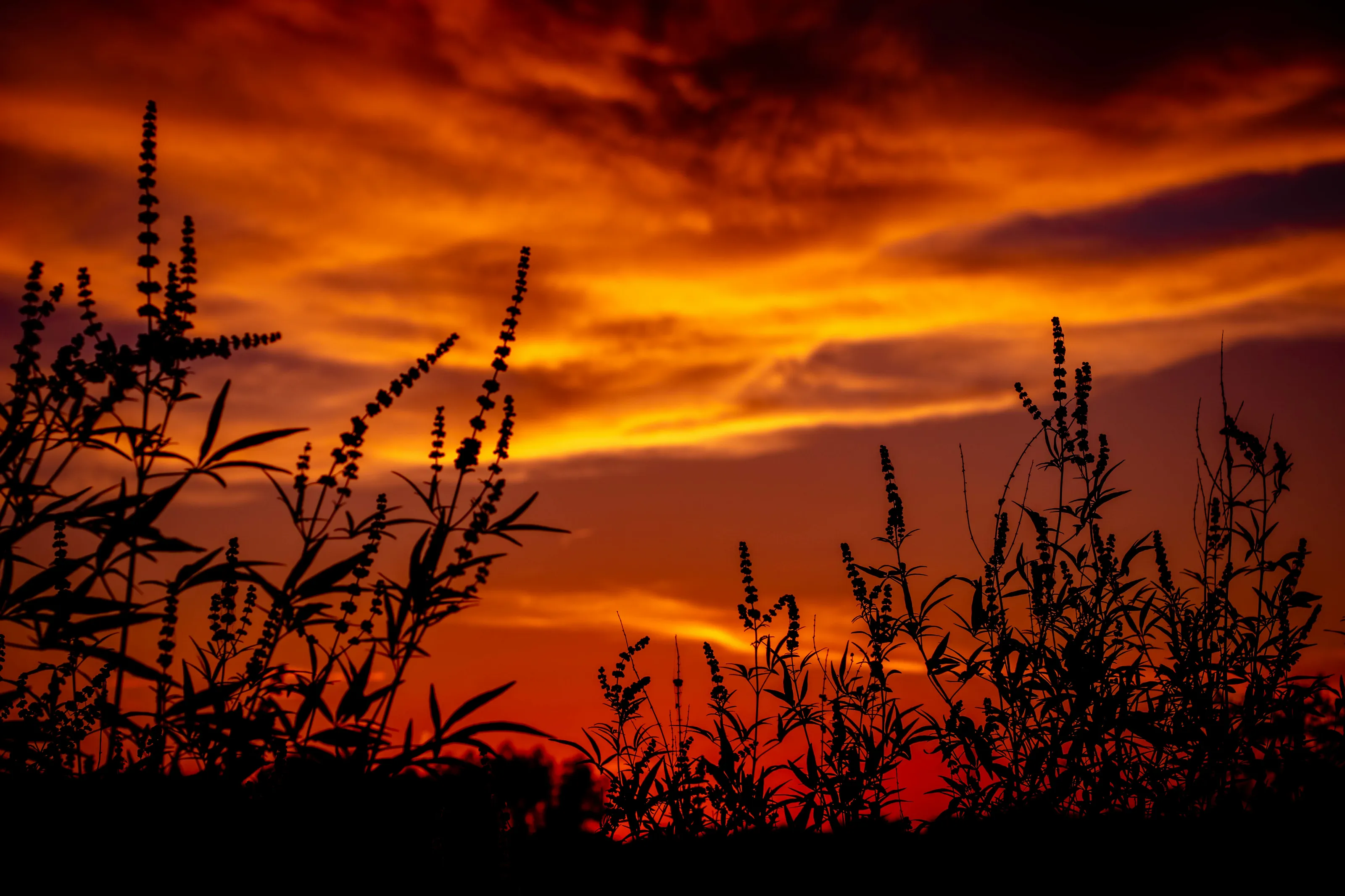 Silhouette at sunset
