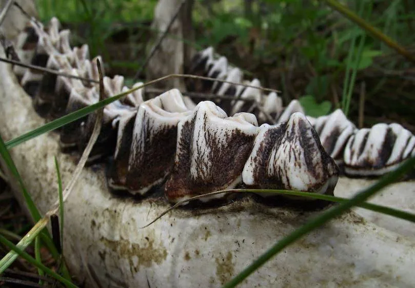Teeth