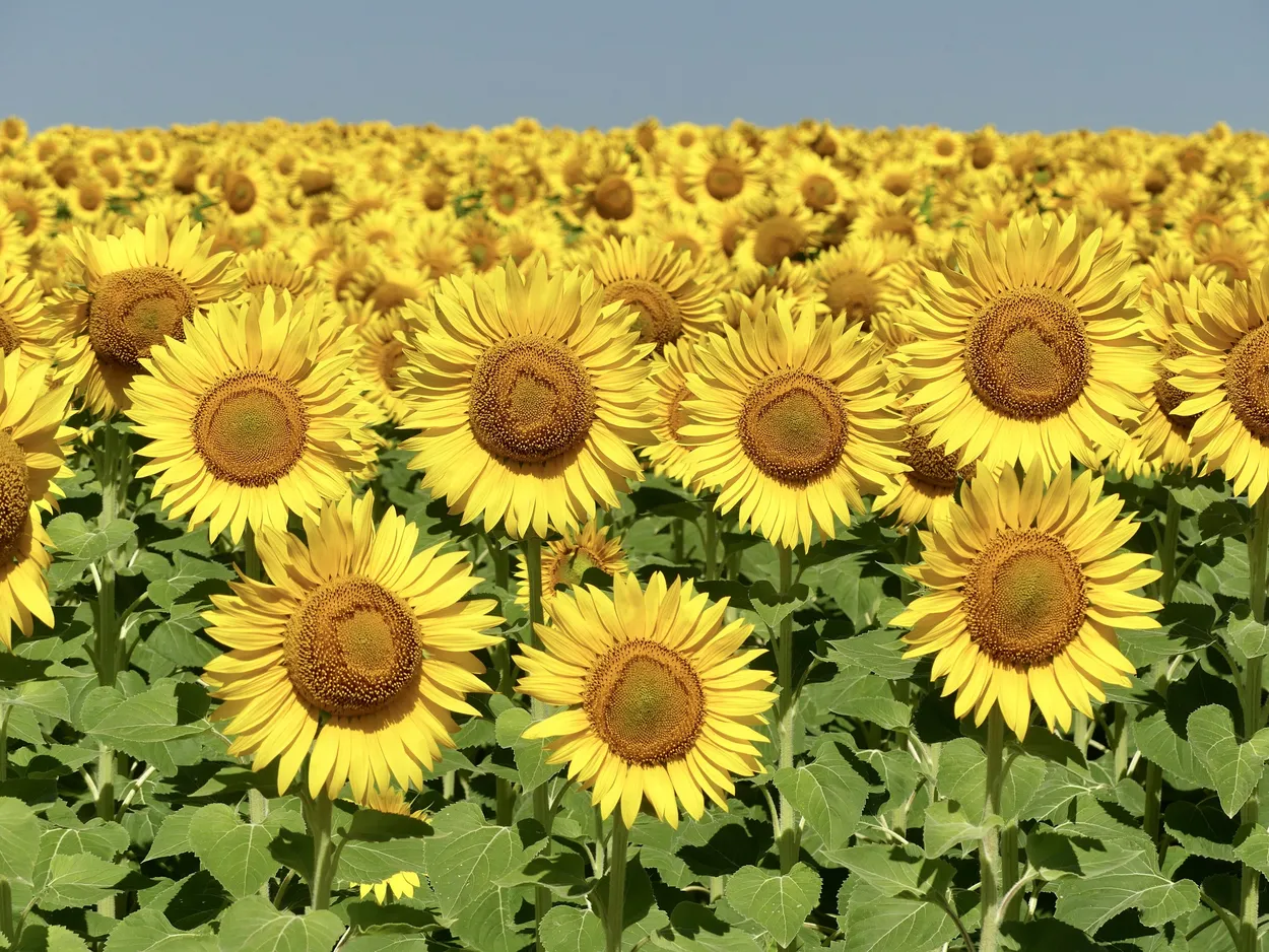 Entry 13736900