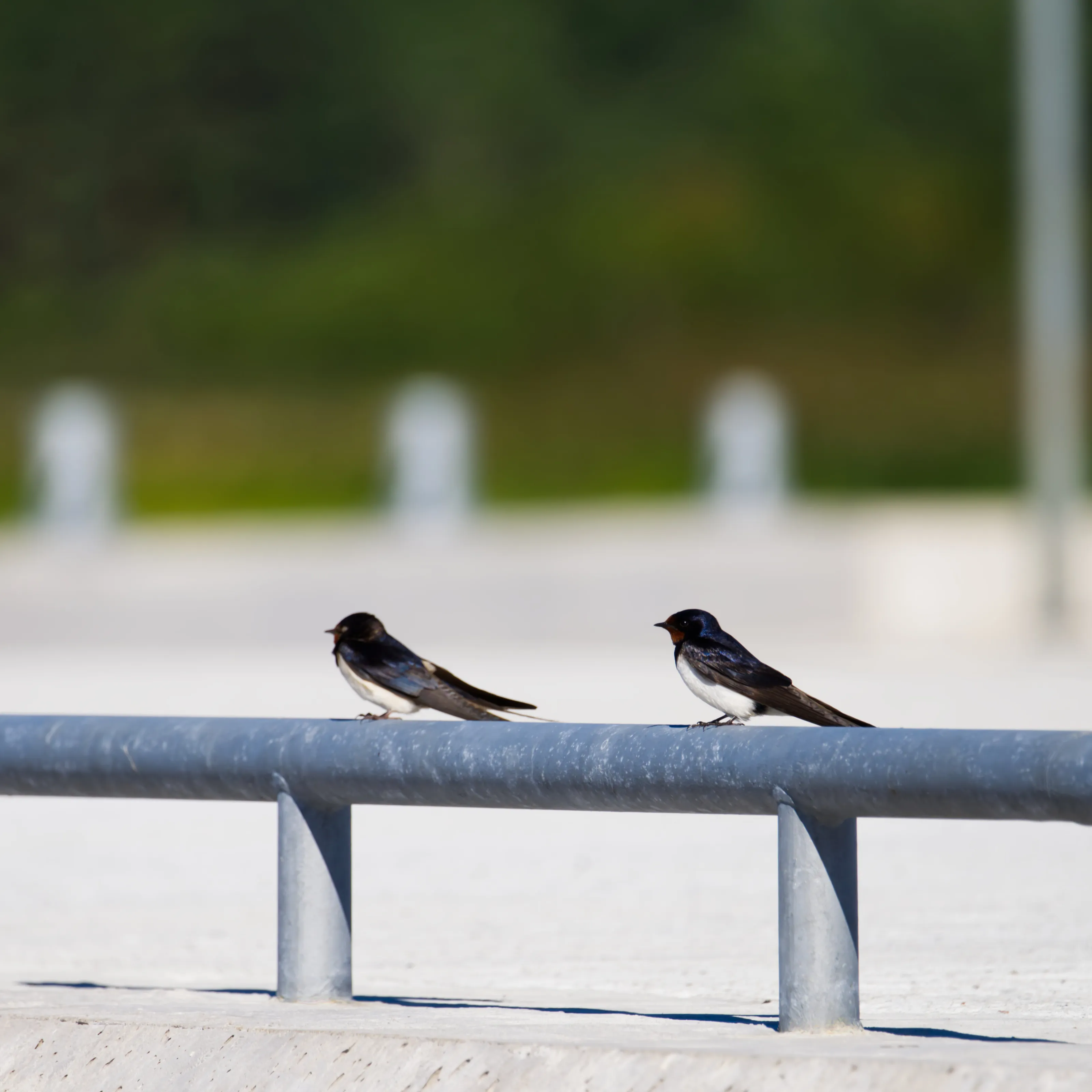 Sparrows on the watch