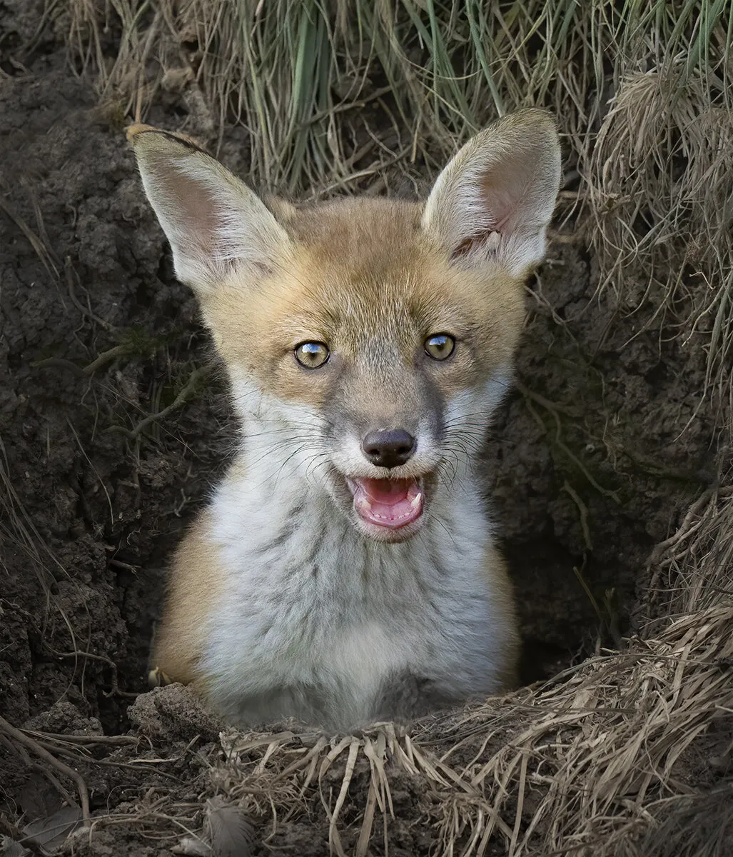 Fox Cub at Den entrance