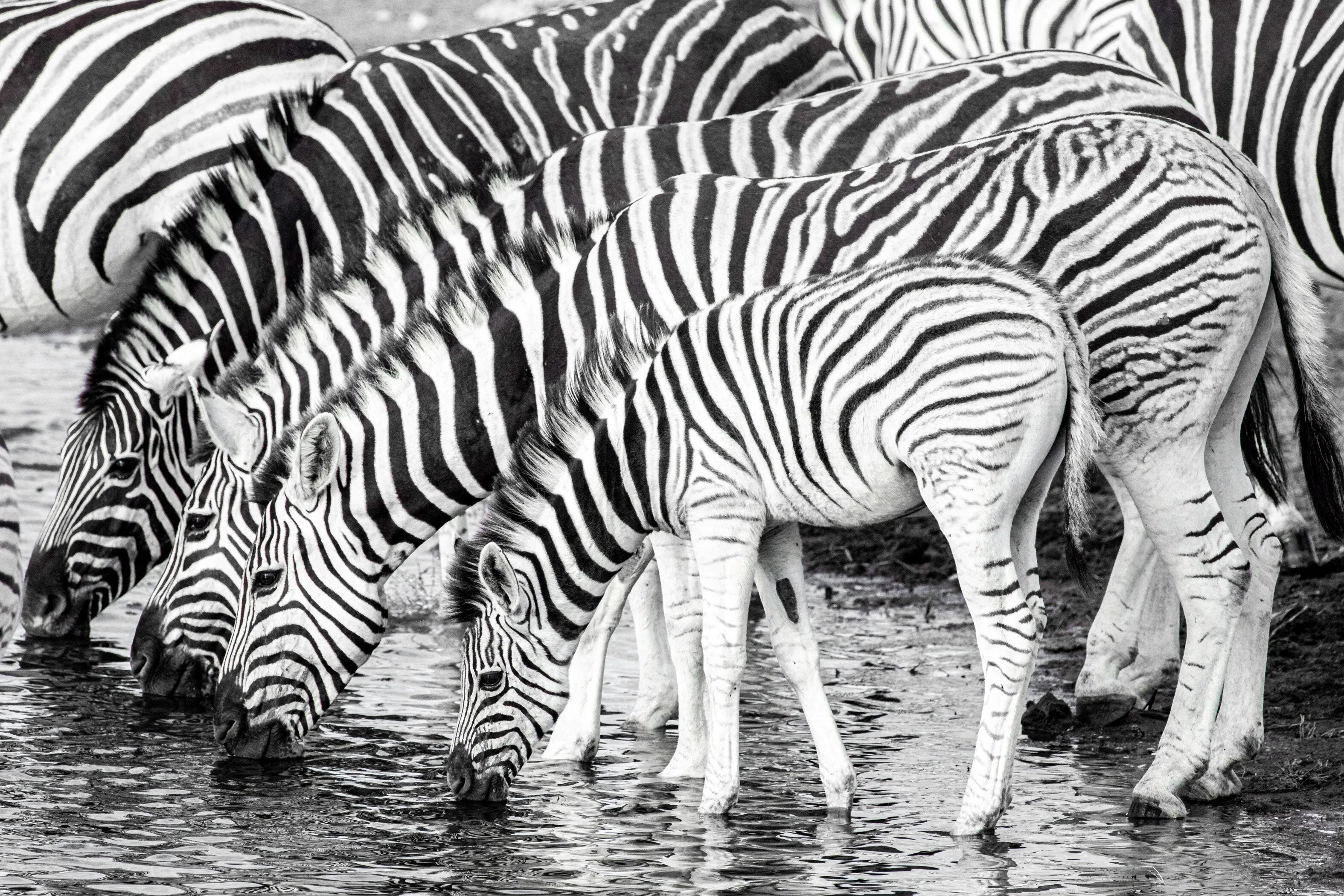 Zebras Drinking