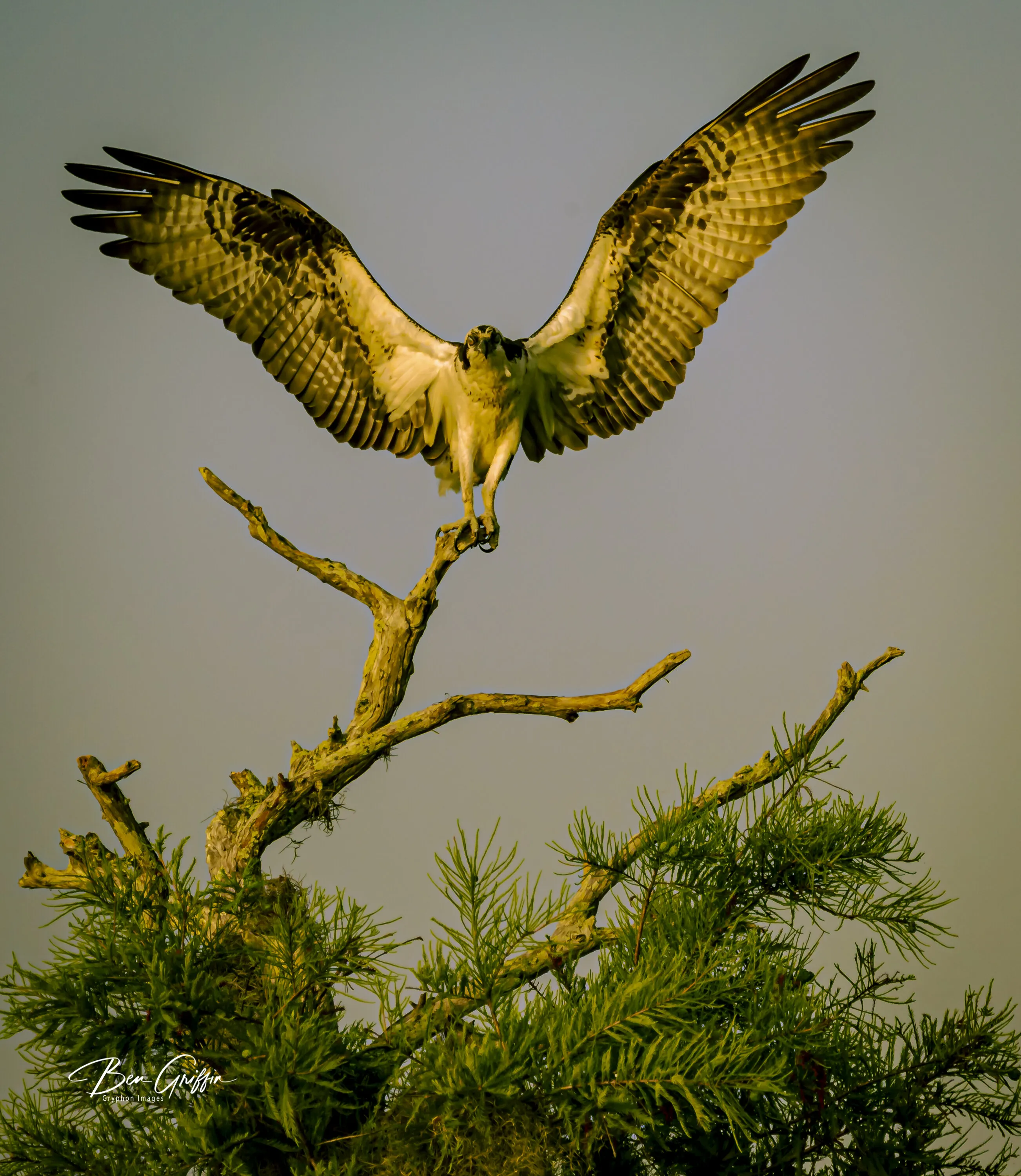 Osprey ‘Sticking A Landing’ at Dawn