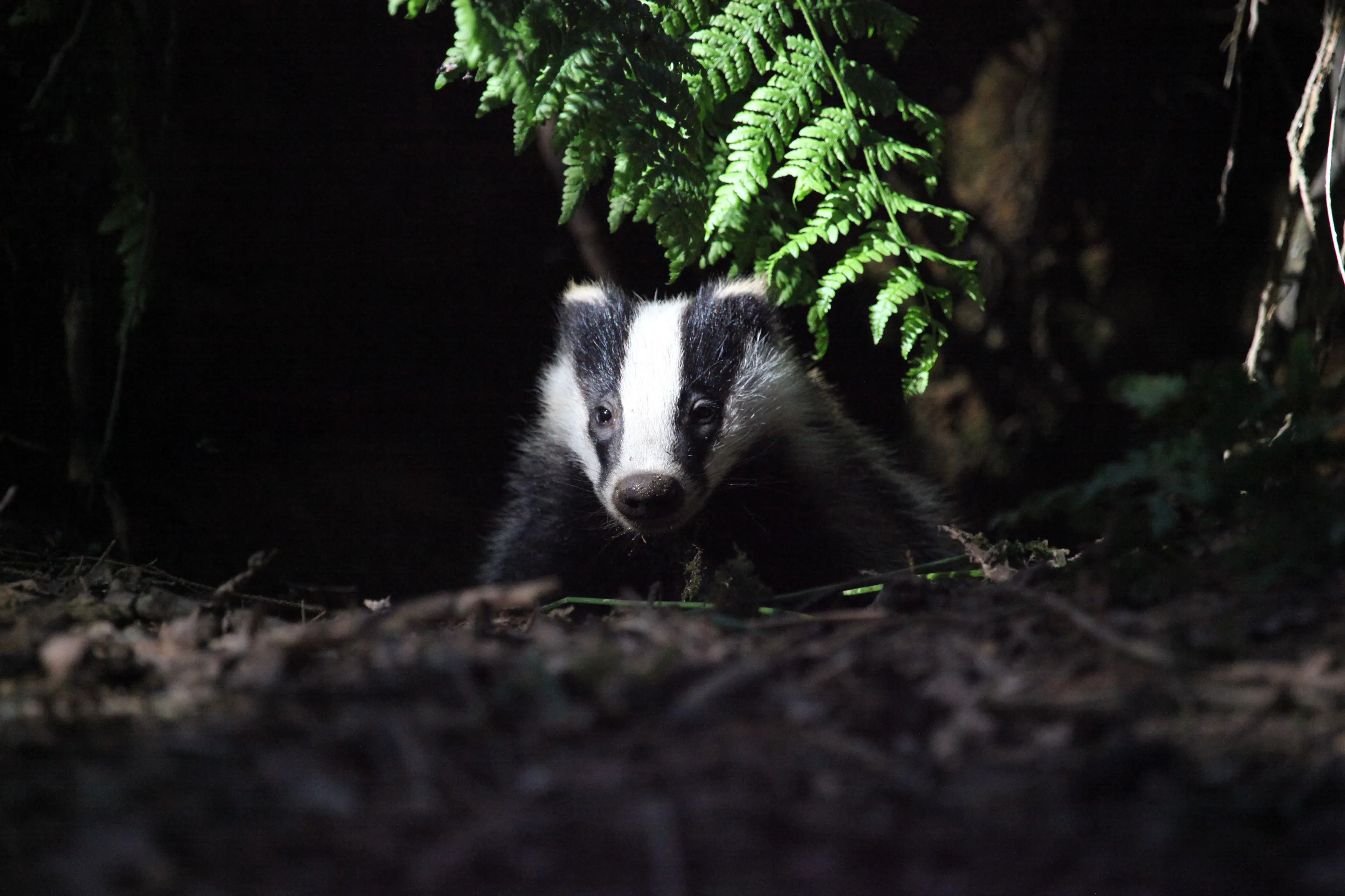 Badger cub