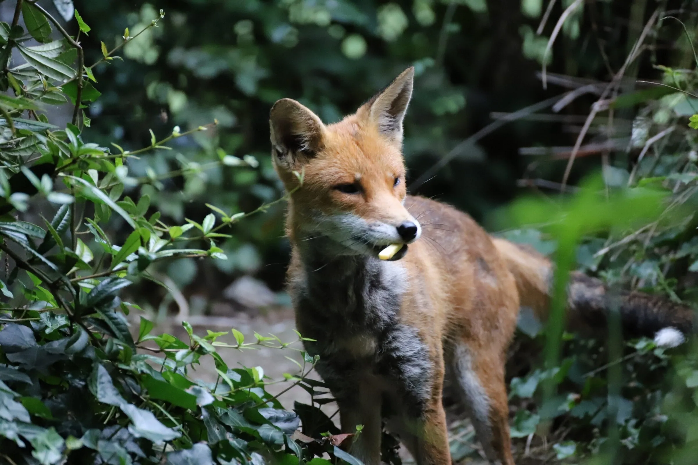 Fox eating a chip