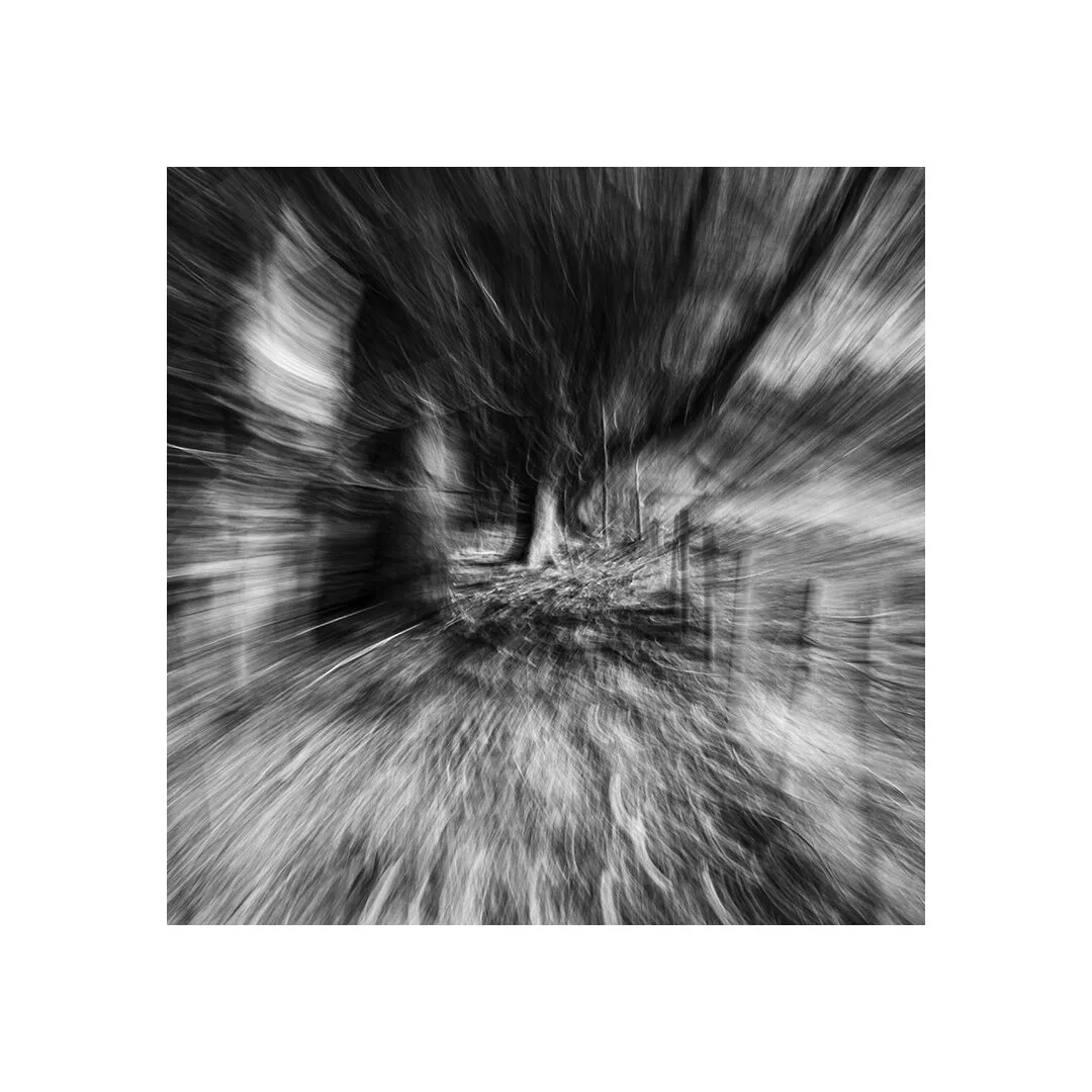 scared tree