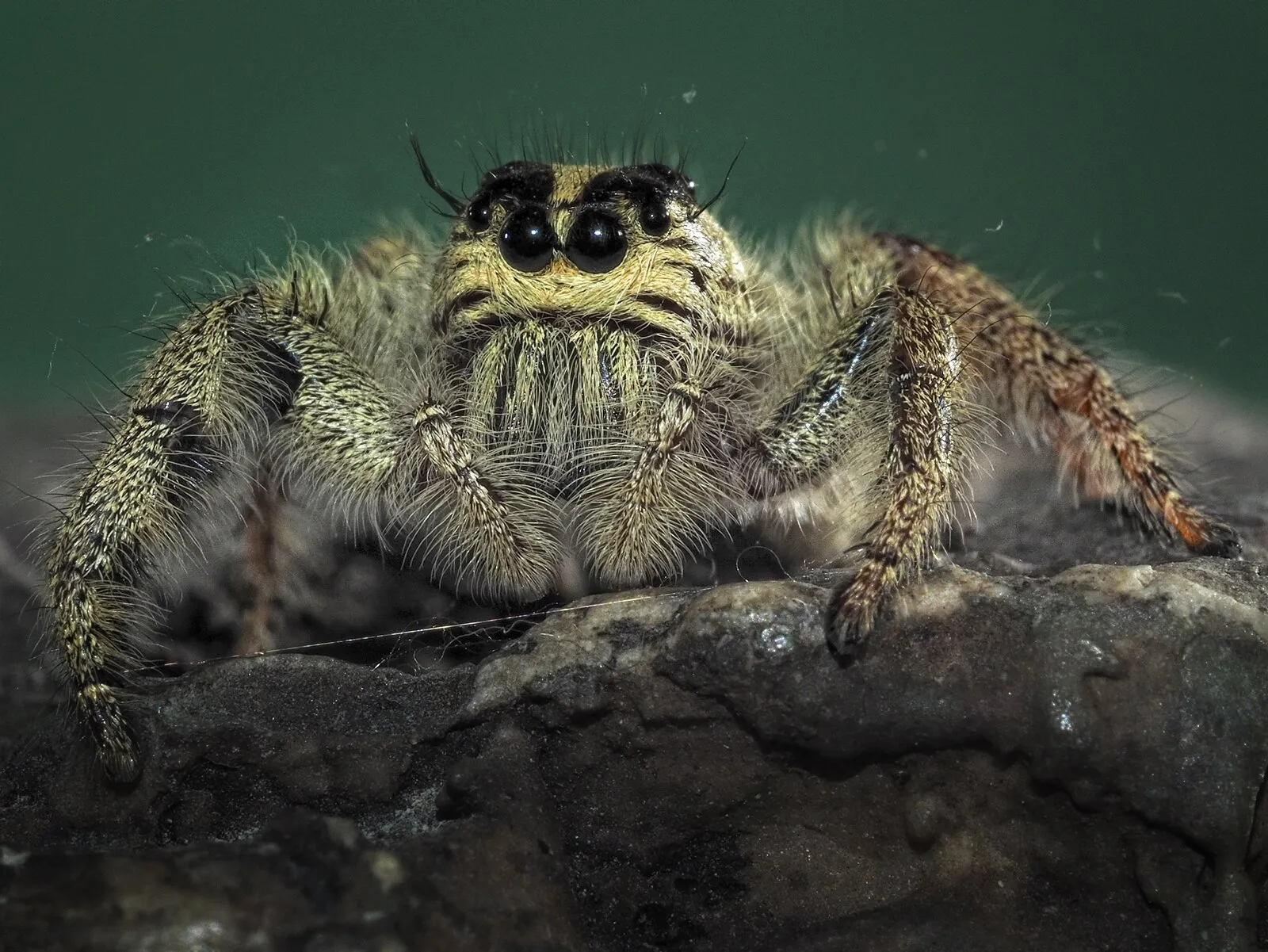 The Jumping Spider
