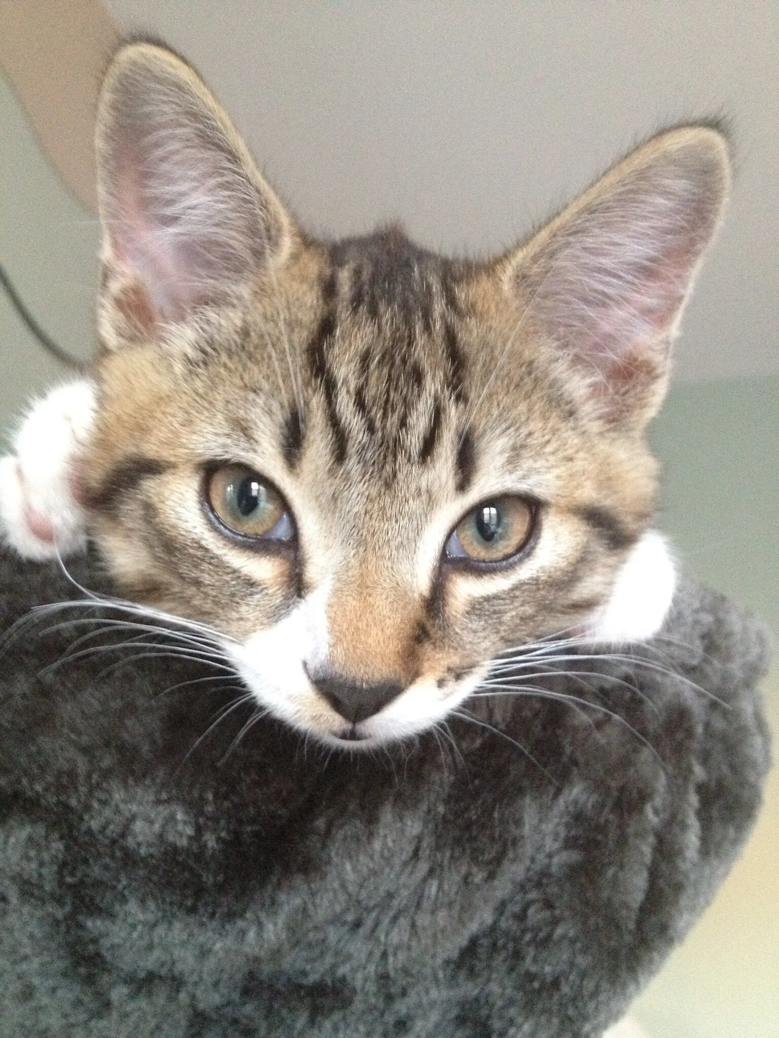 I will grow into my ears