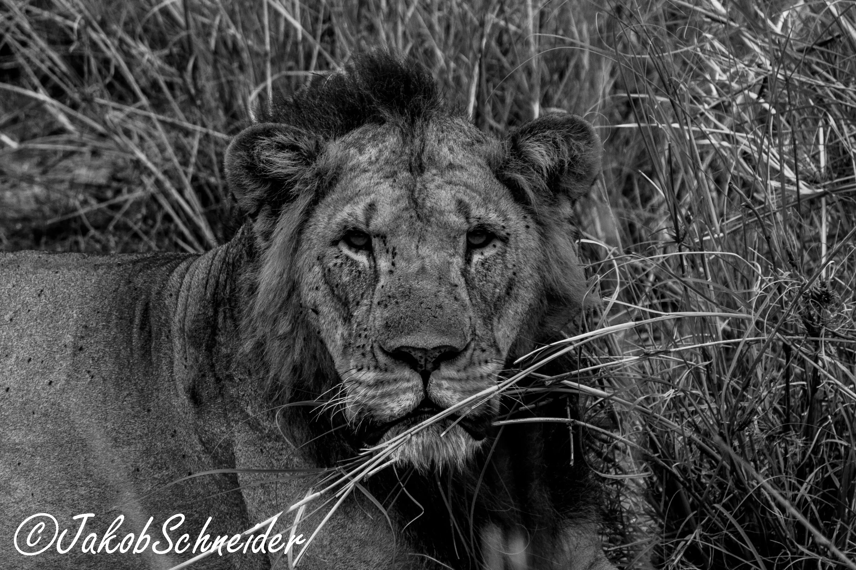 Stern Lion