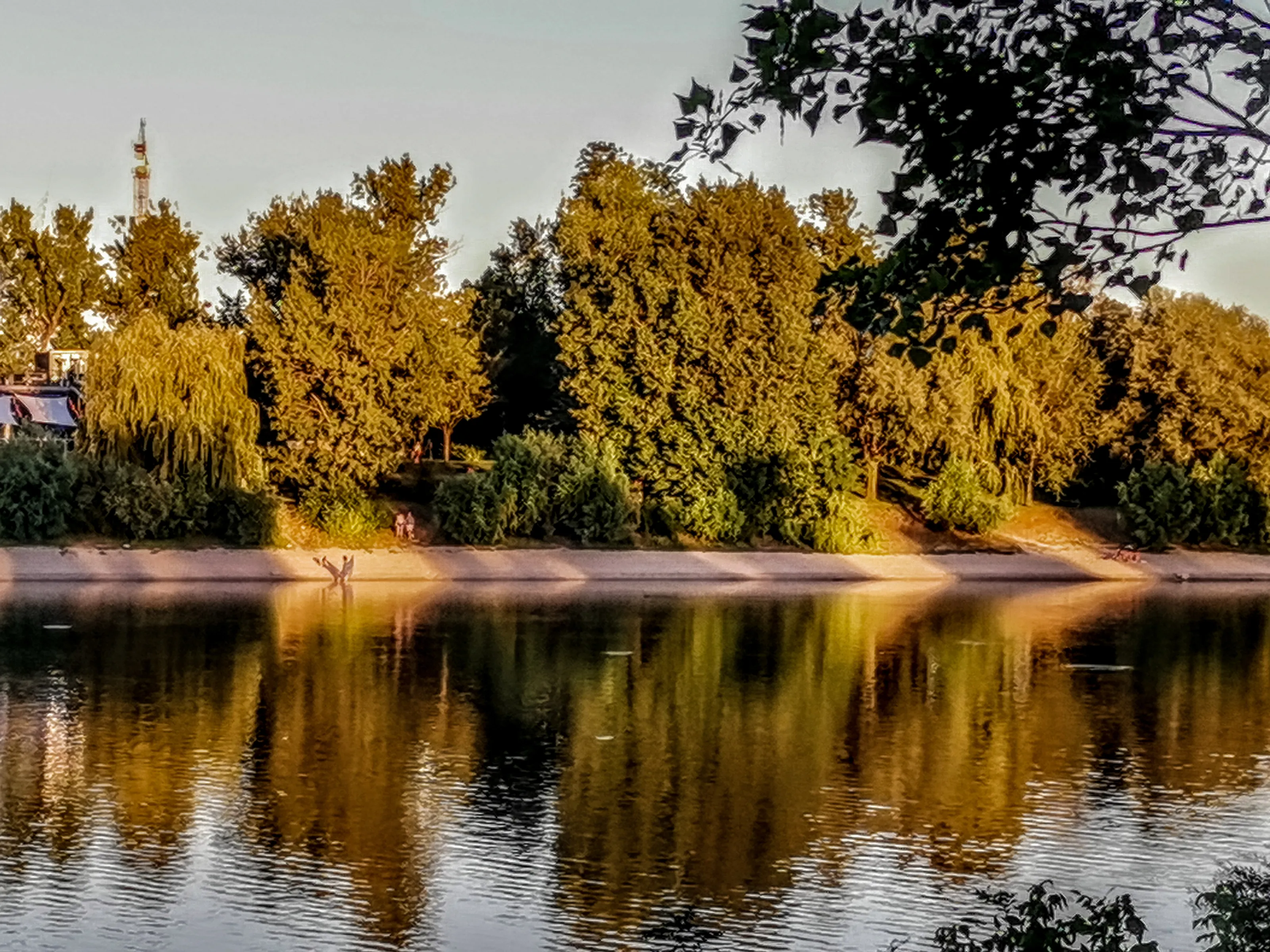 Trees in the mirror