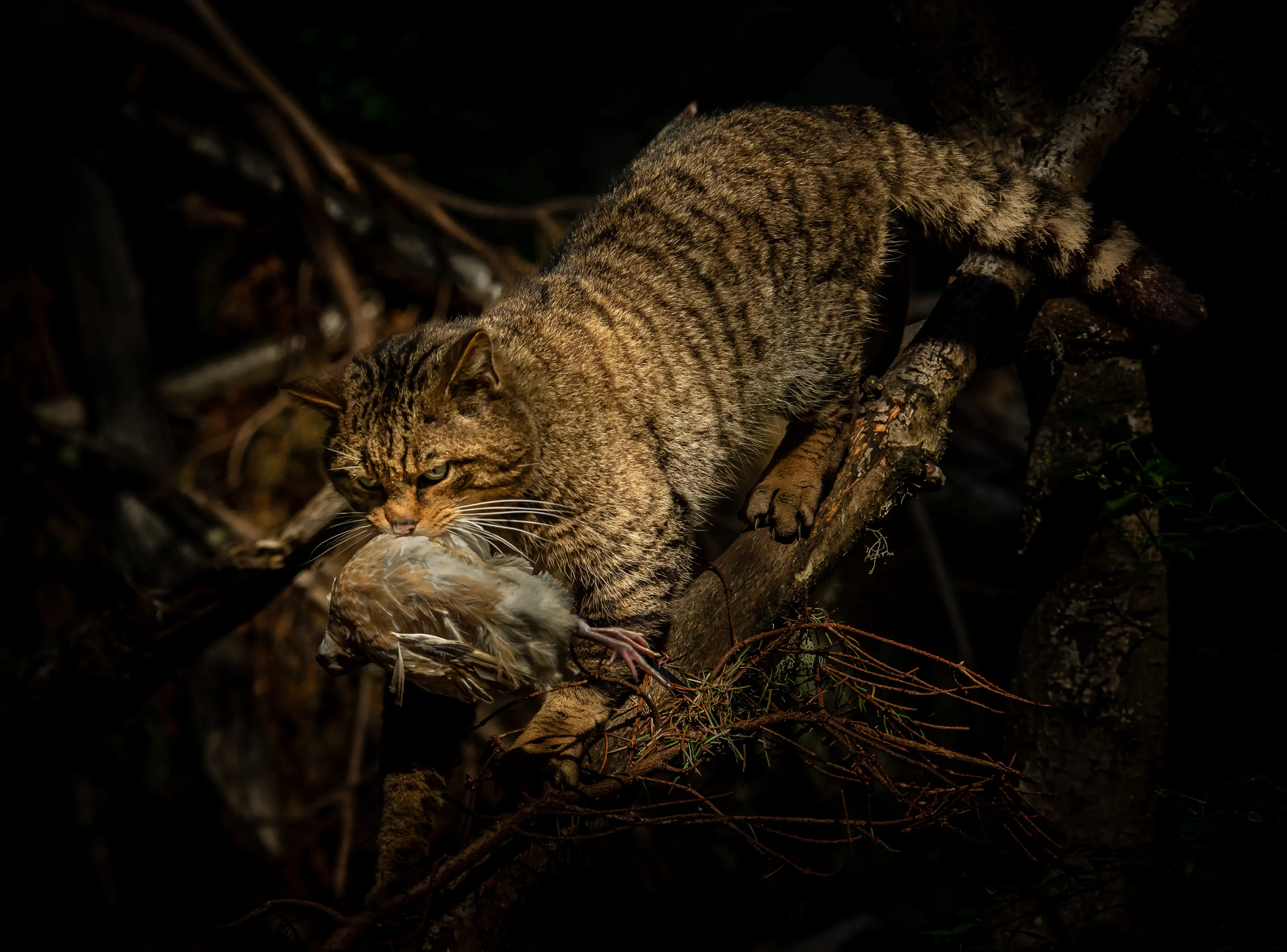 Predators