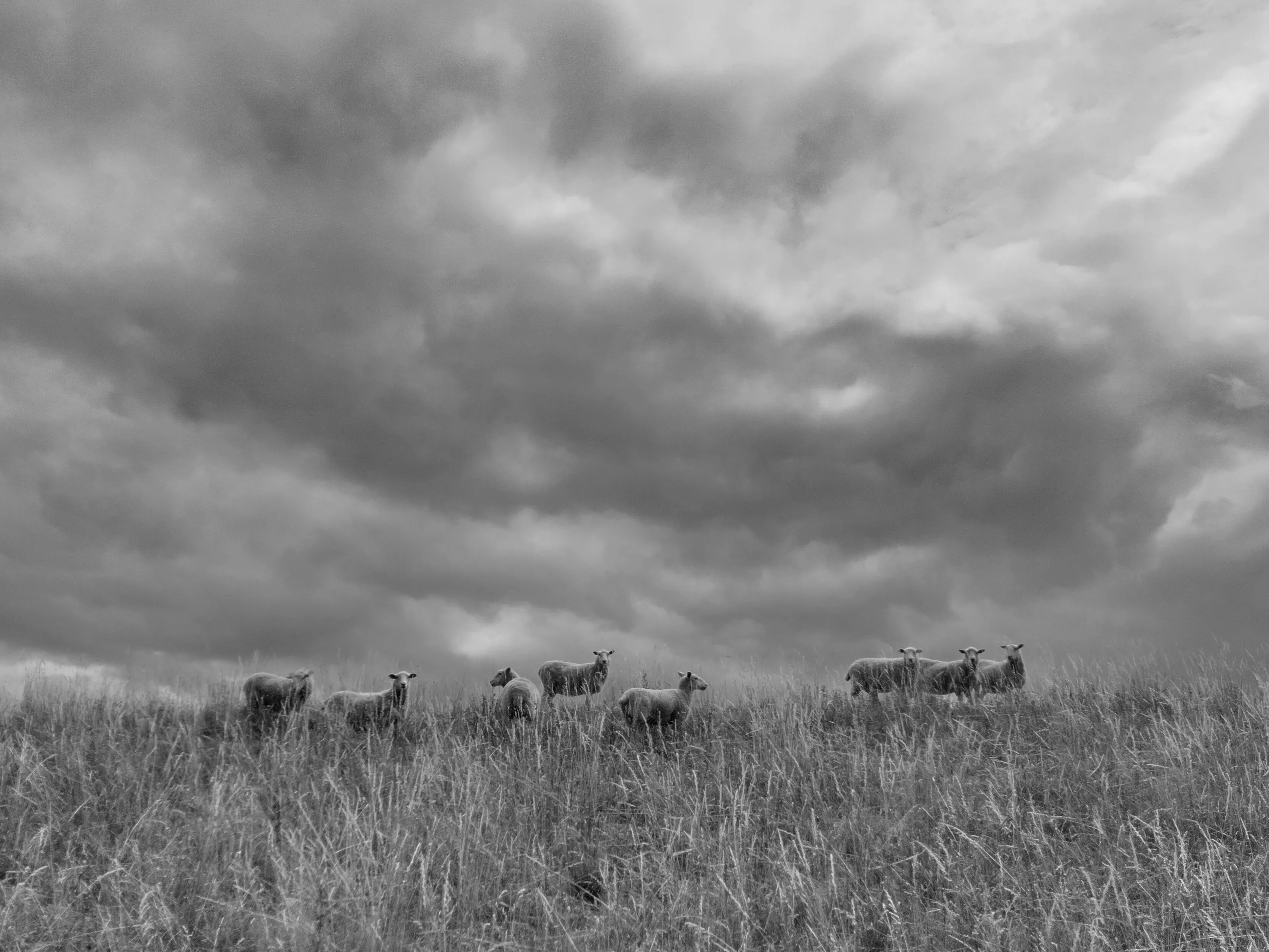 Sheep