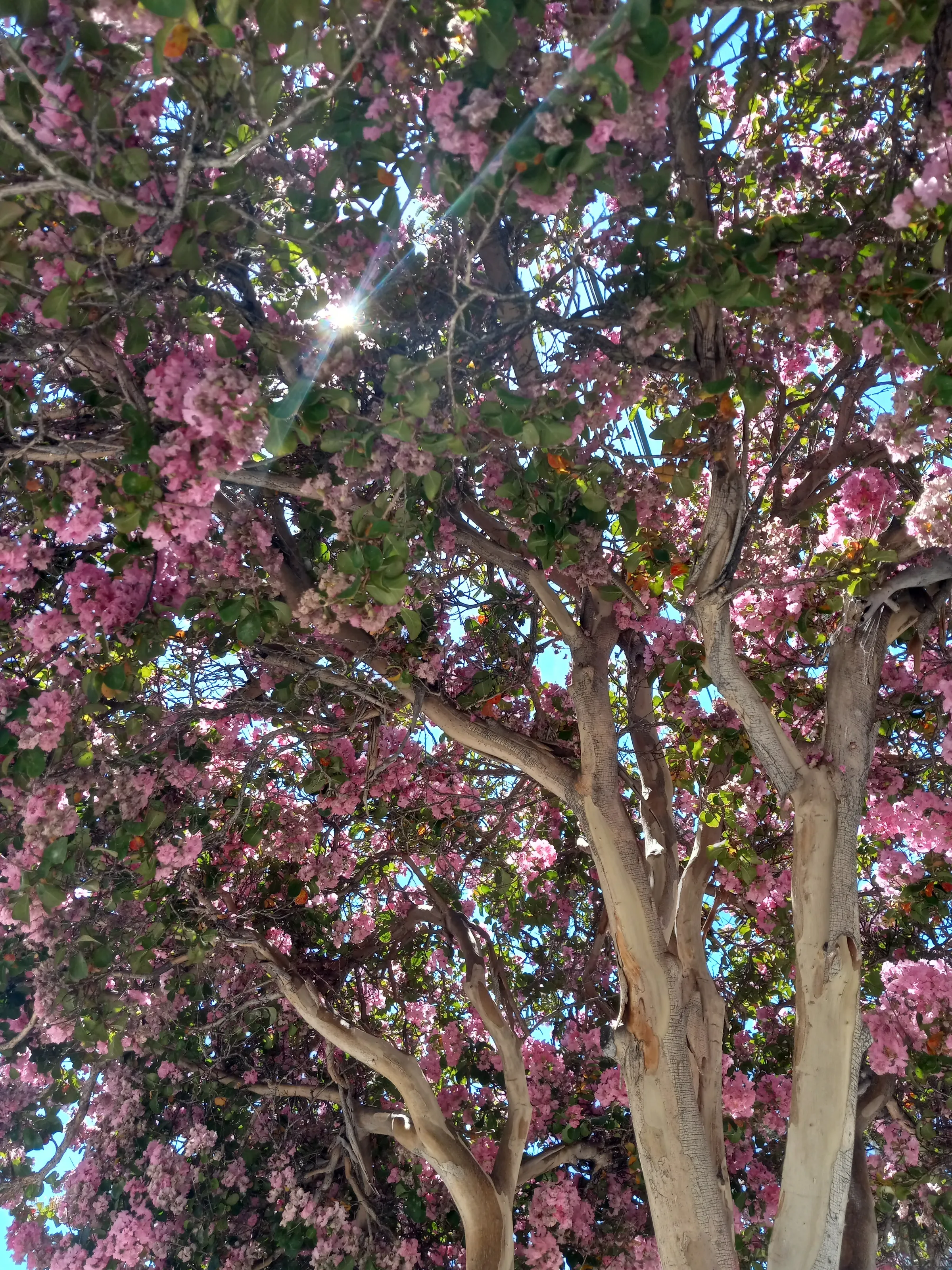 El Arbol pacifico