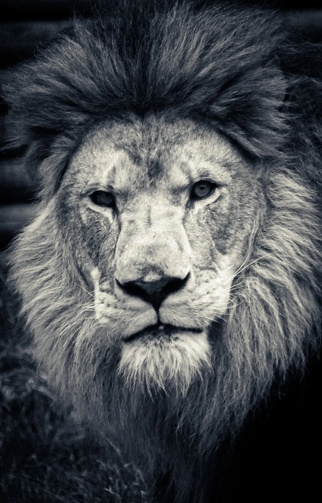 A regal look