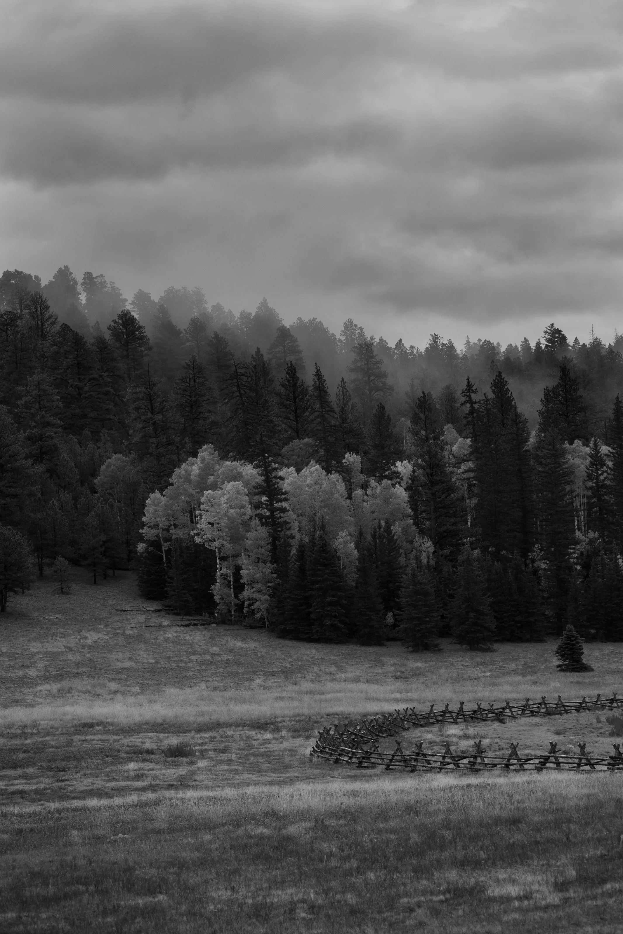 Fence Amongst The Forest