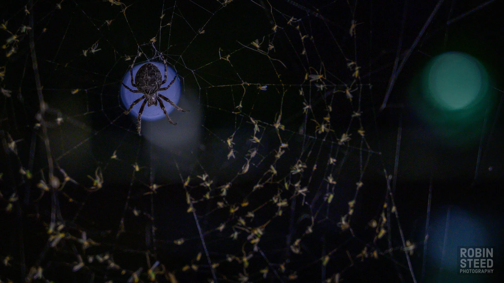 Spider in the spotlight