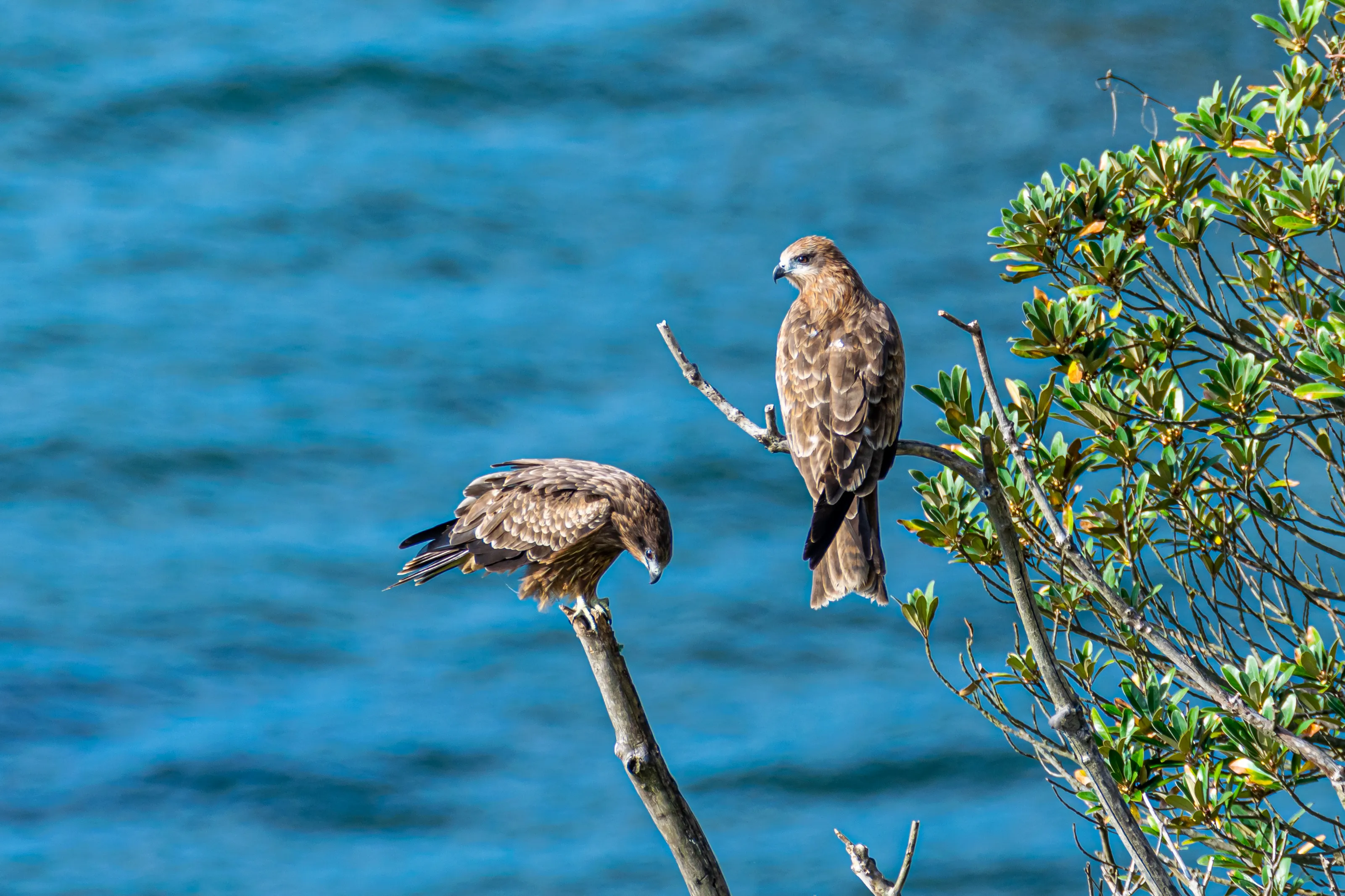 2 Black Kites by the Coast