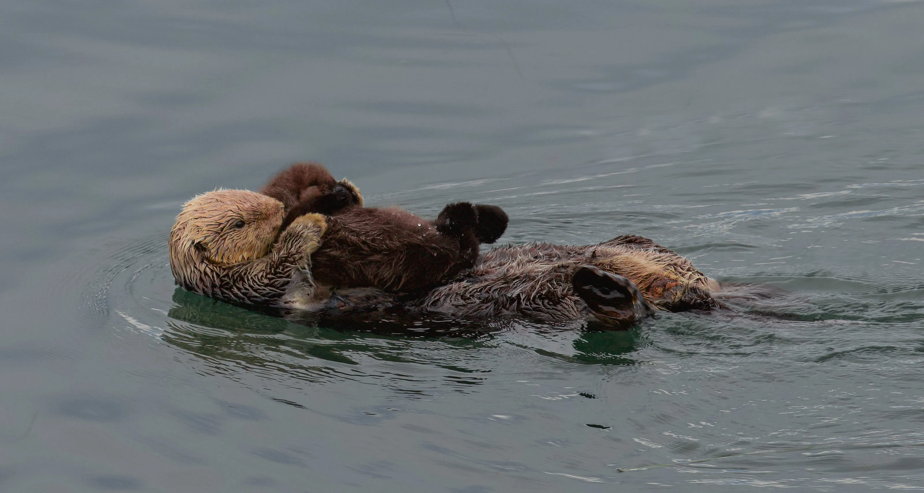Cuddle
