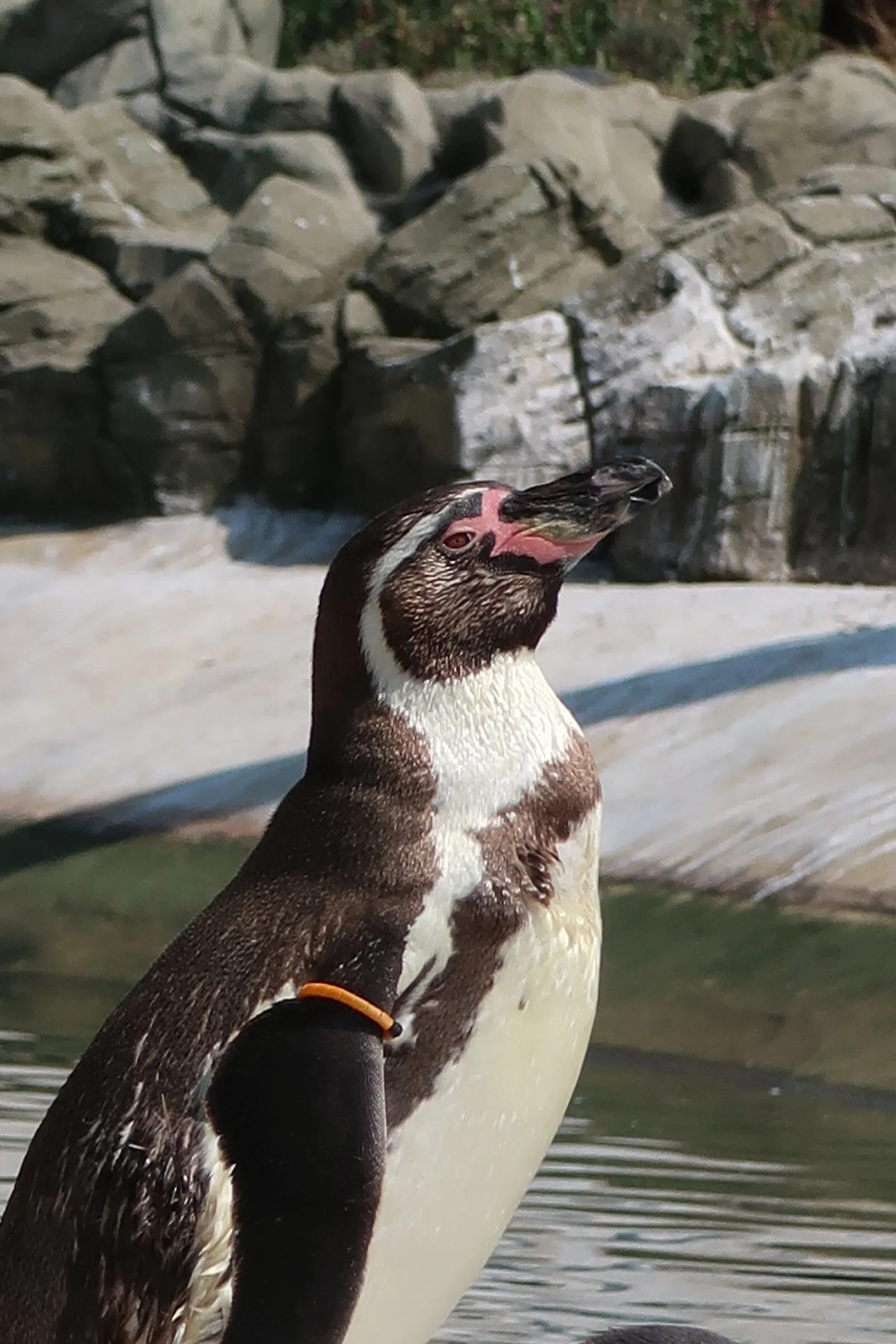 Mr Penguin