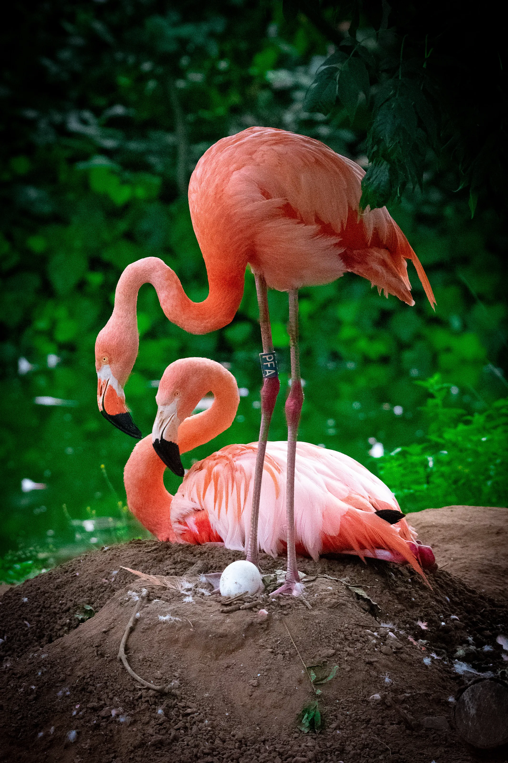 Nesting Flamingos