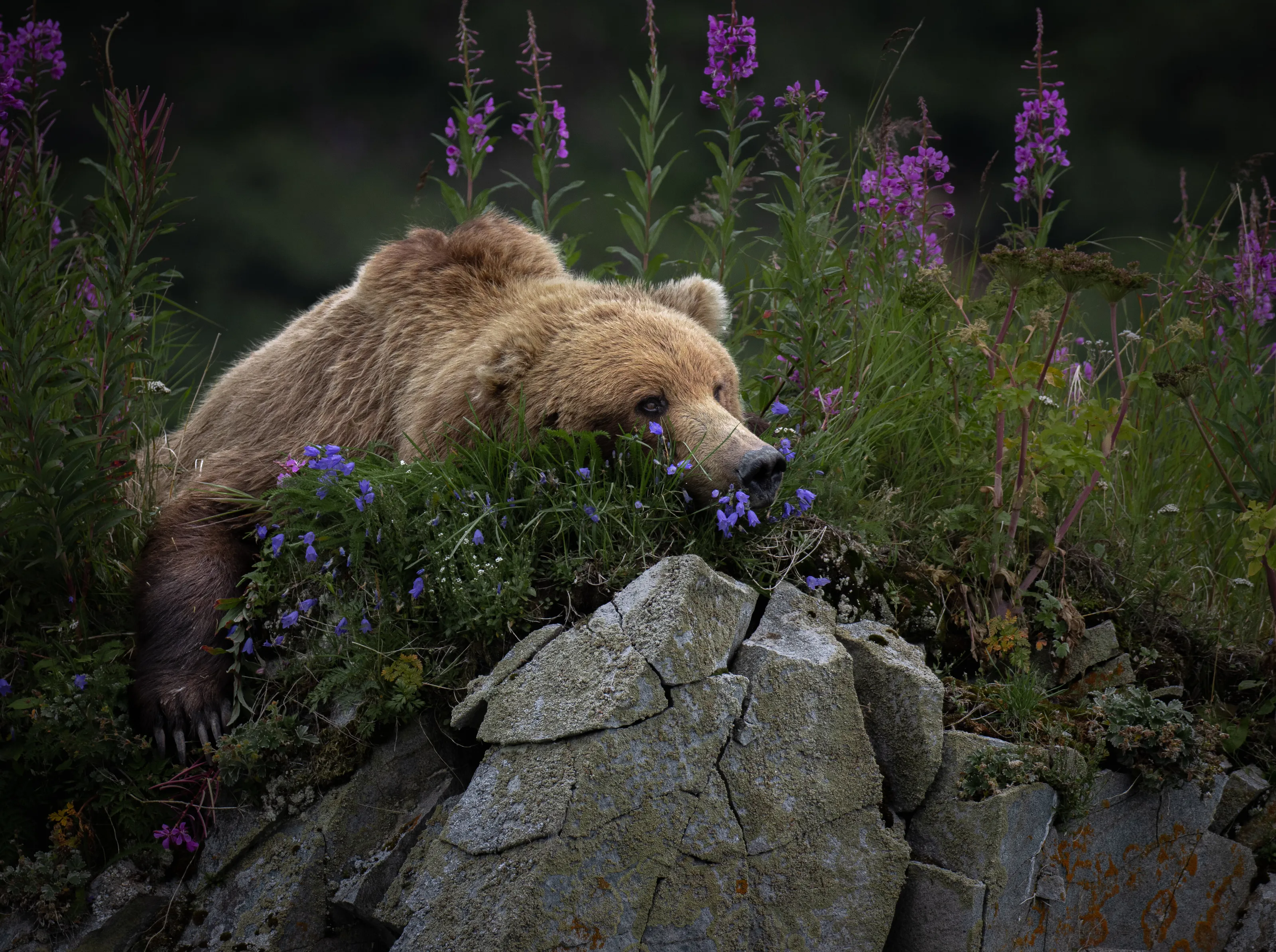 Just bear with me, I'm having a nap.....