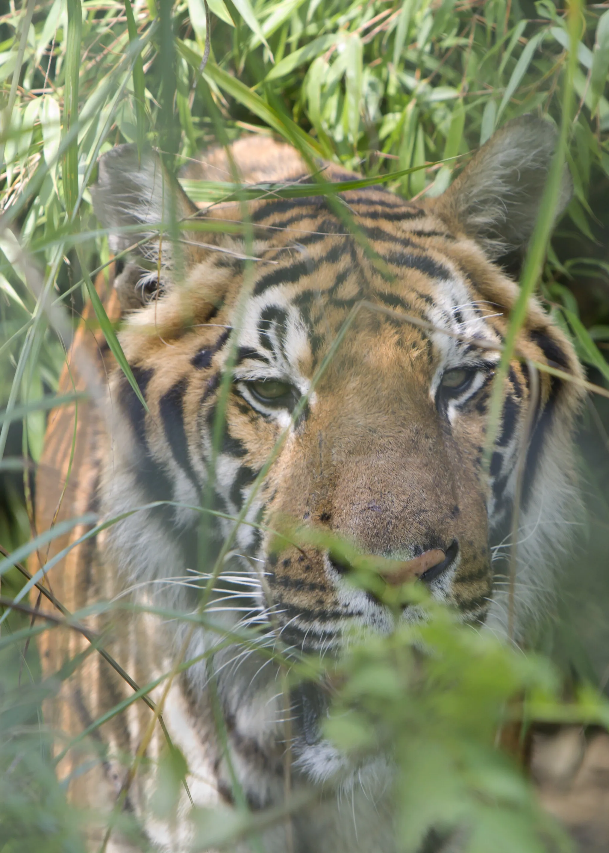 Hidden Tiger