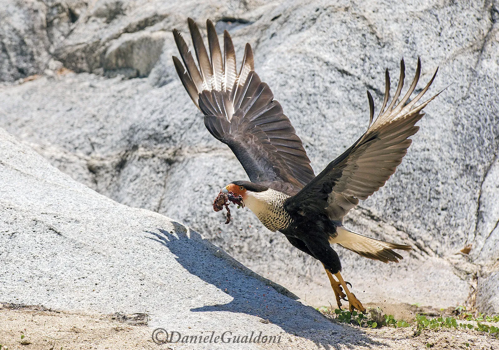 Caracara