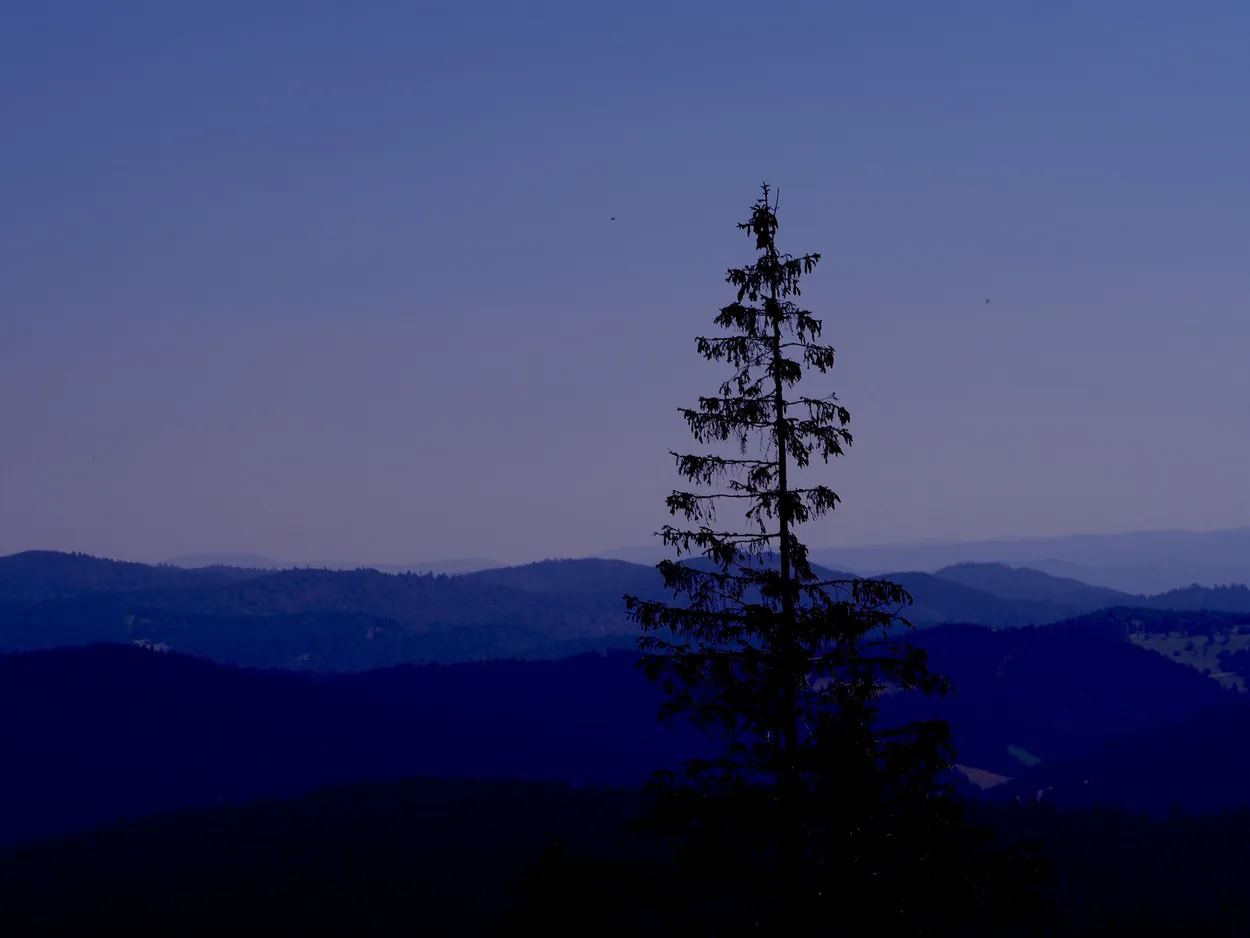 Entry 13777324