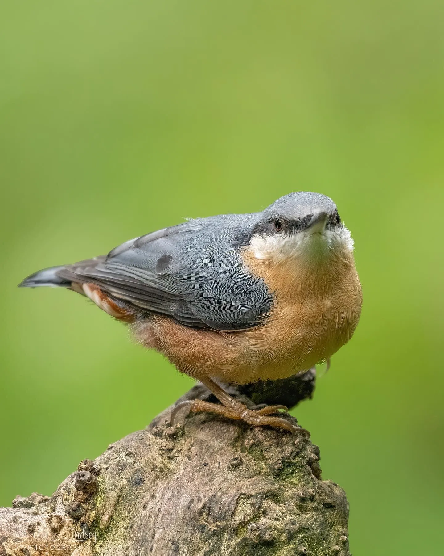 Posing Nuthatch