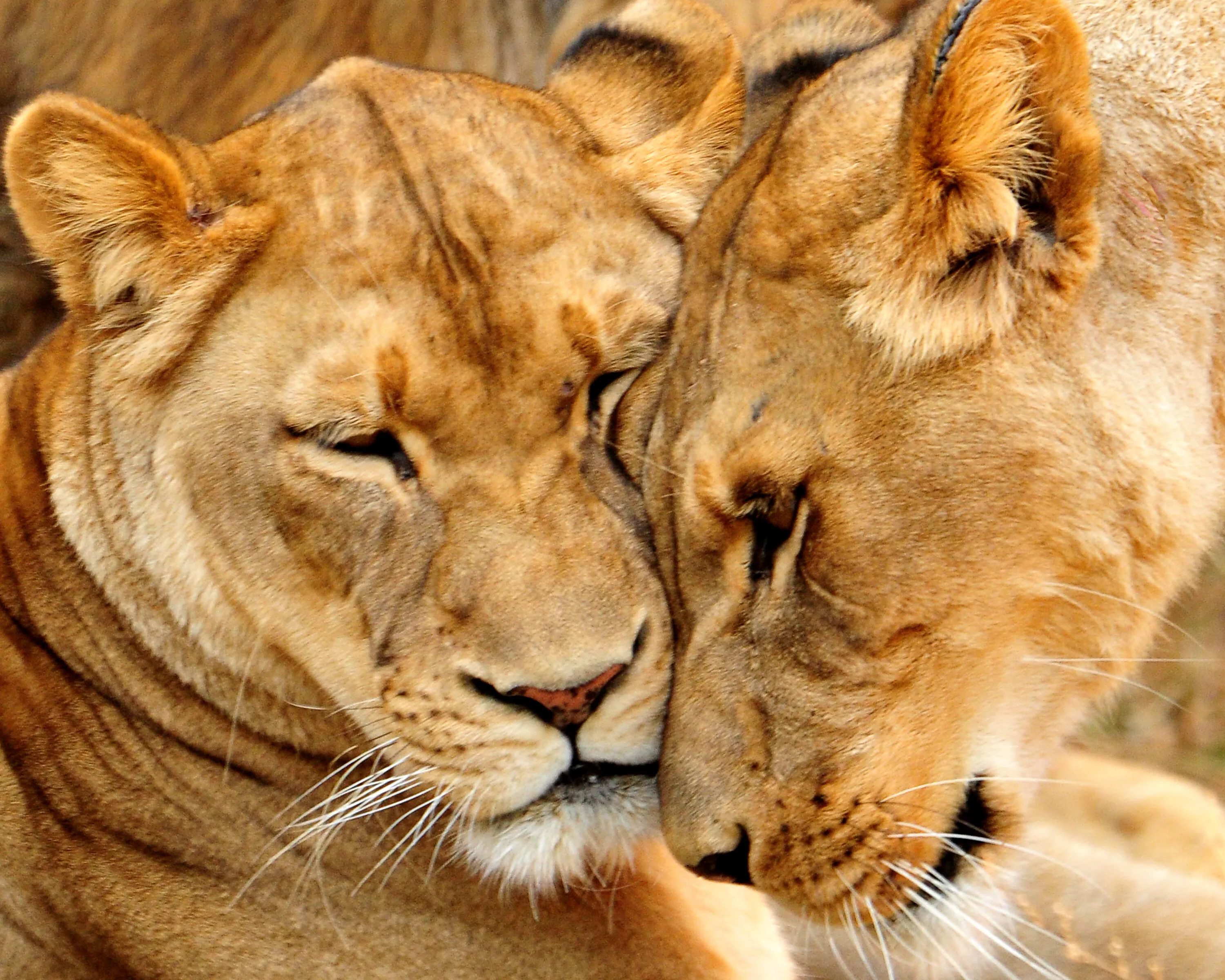 Lion Love