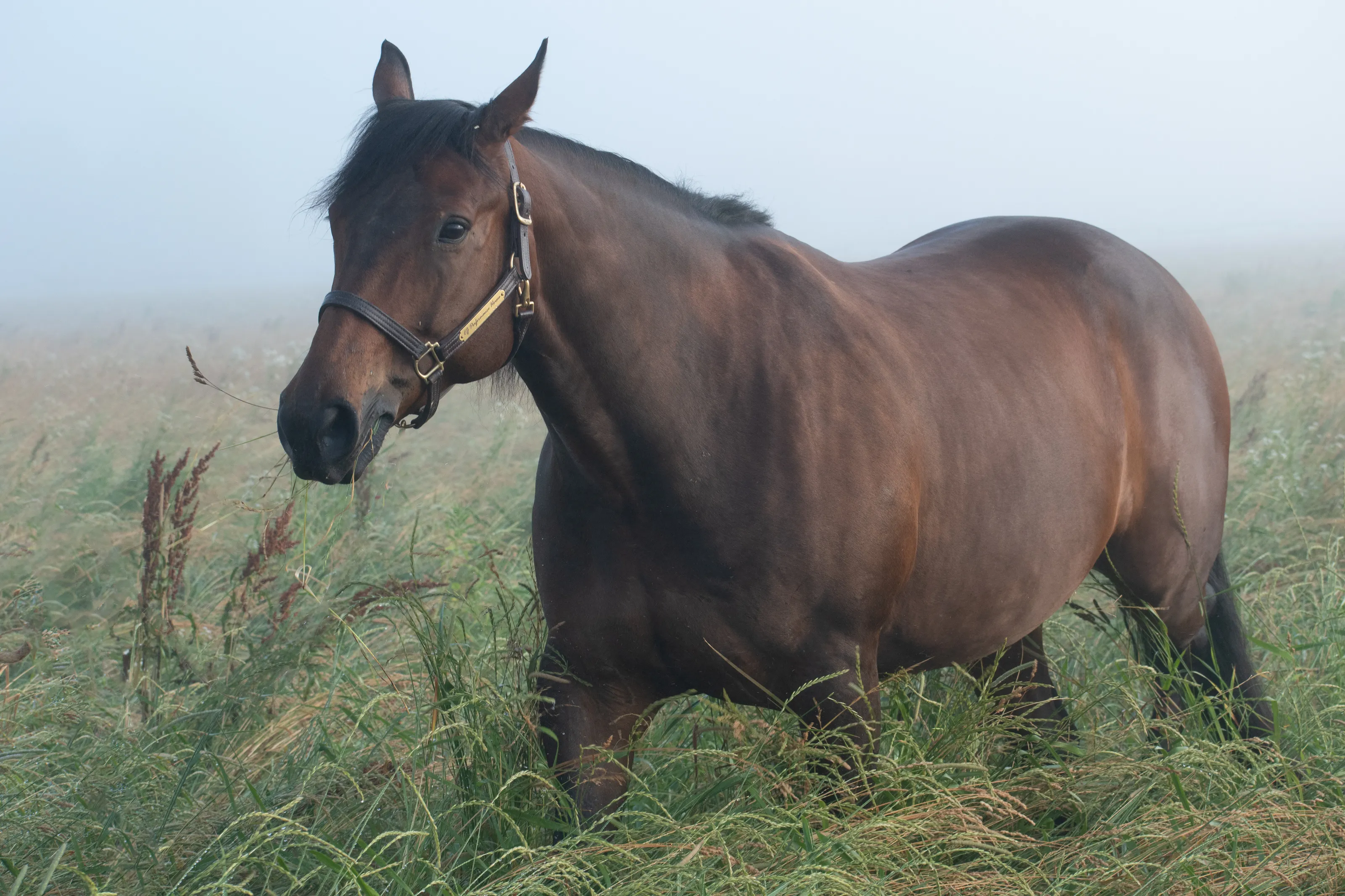 Foggy Morning Pasture