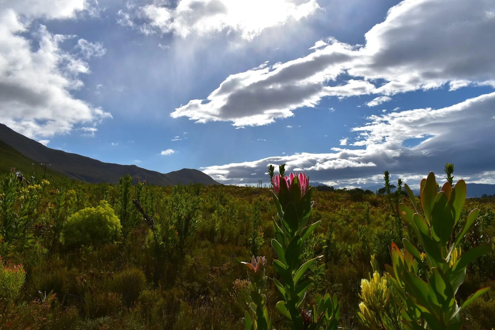 Cape beauty - Kleinmond, Western Cape, South Africa