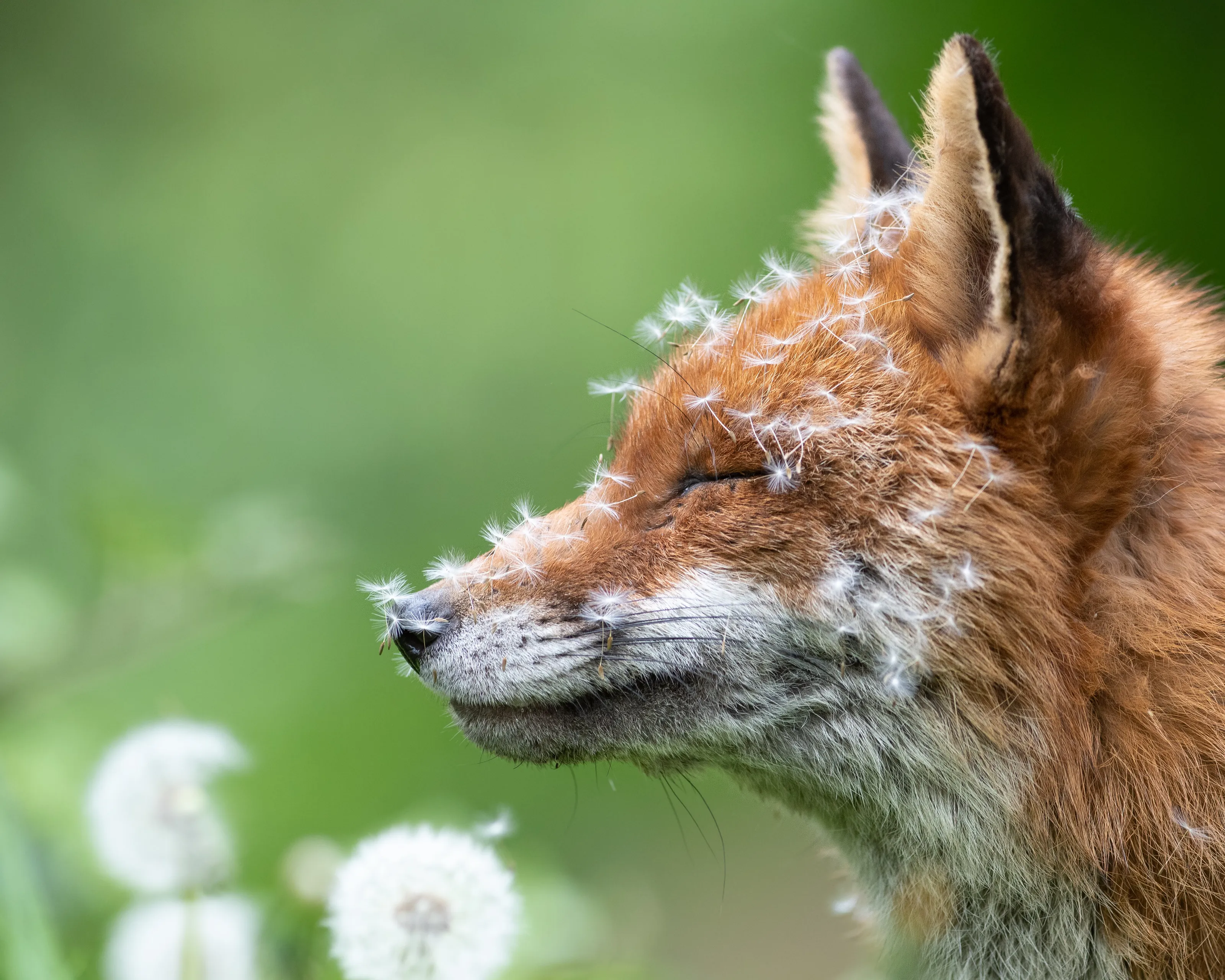 A Vixen sleeping amongst the Dandelions
