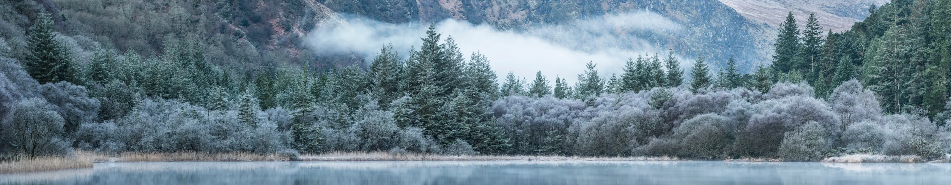 frosty morning