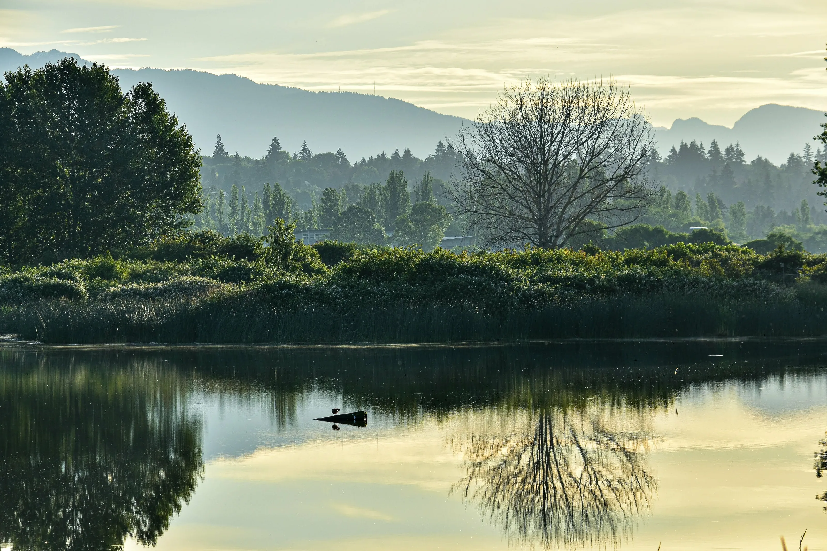 Reflection and life