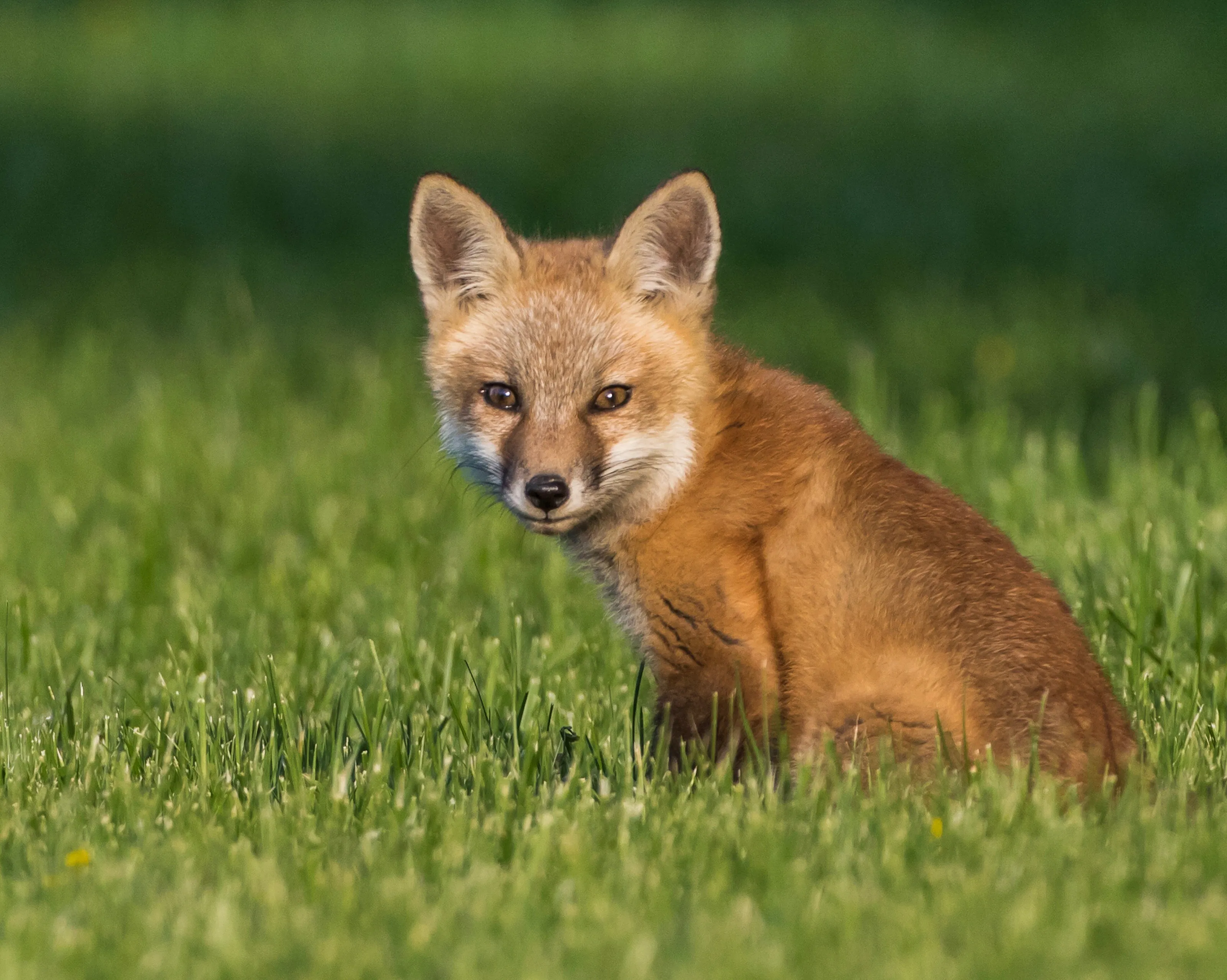 Sunning Fox Pup