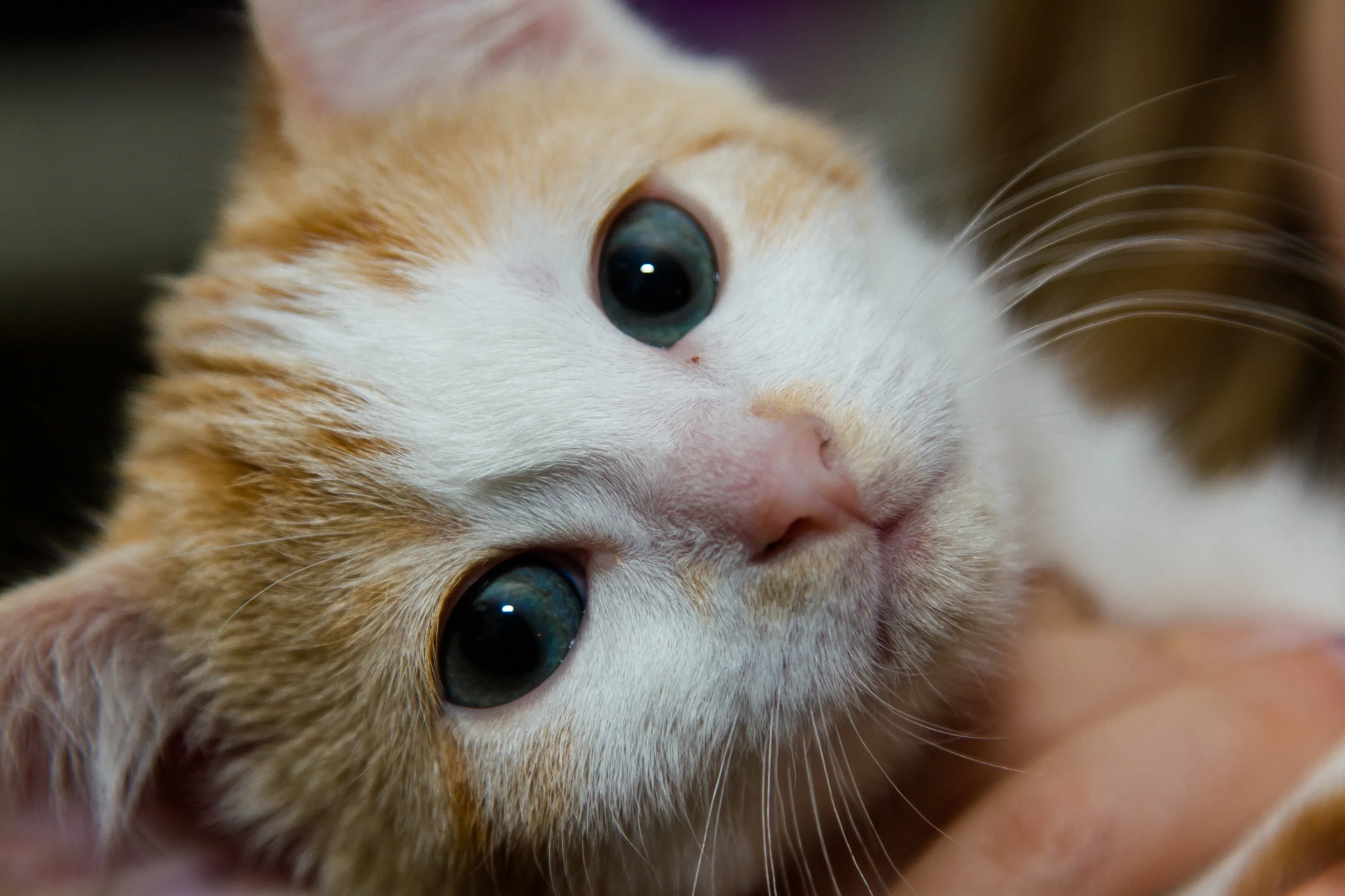 Perfect Kitten