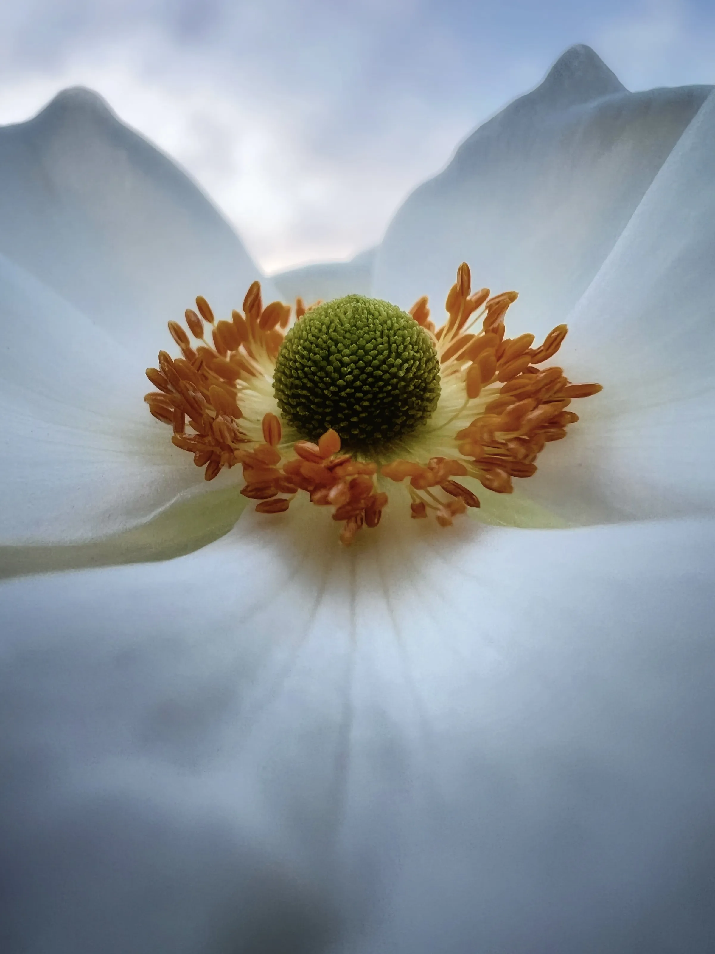 Pure and tender