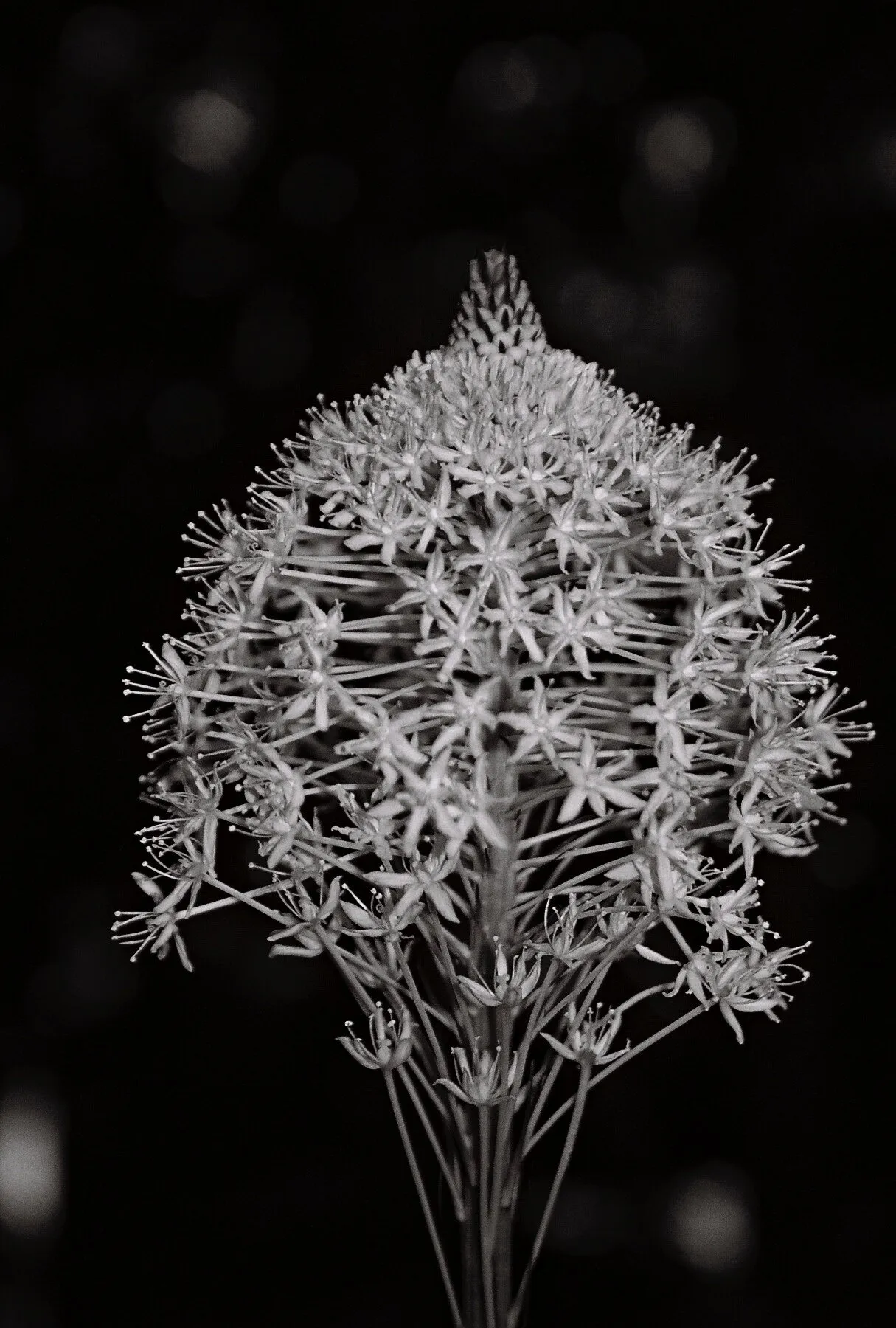 Bear grass flower stem
