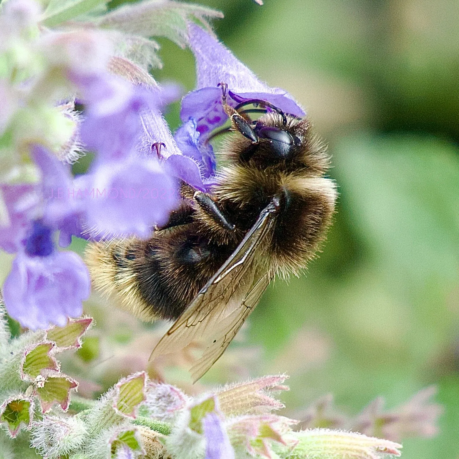 Busy Bee