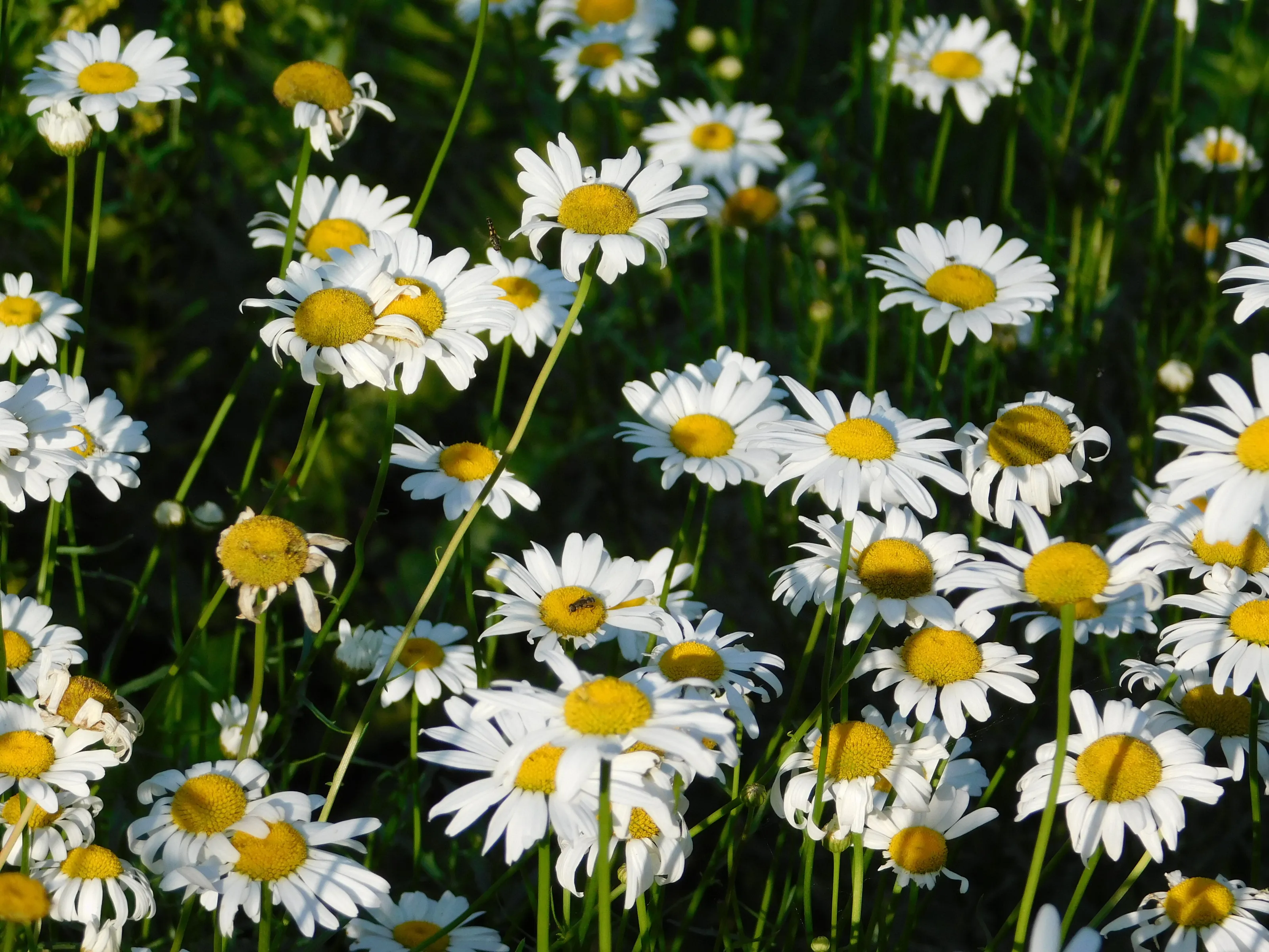 Field of Daisies