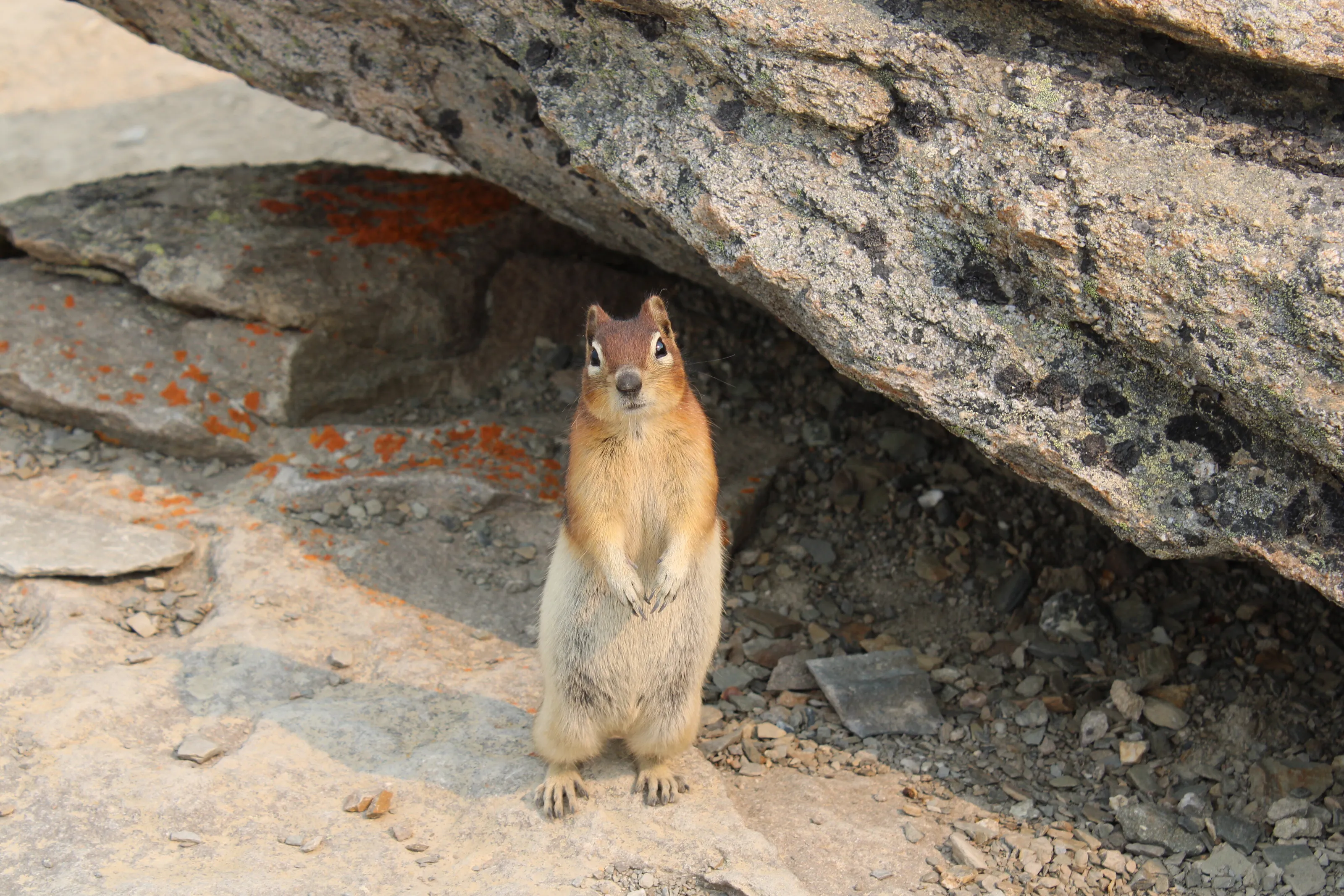 Cute & Nutty