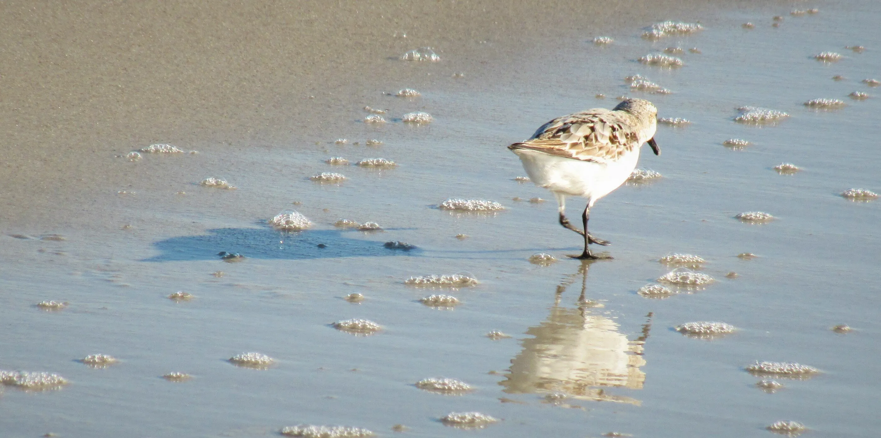 Woolgathering on Amelia Island